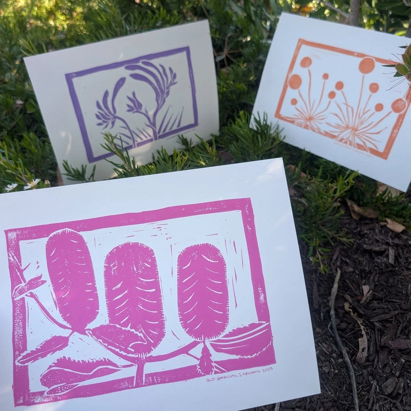 Australian native flower prints for @catsthatrow in custom colours 😻 
Coming soon to my online shop 🪻🪻🪻

#artist #printmaking #australiannativeflowers #banksias #kangaroopaw