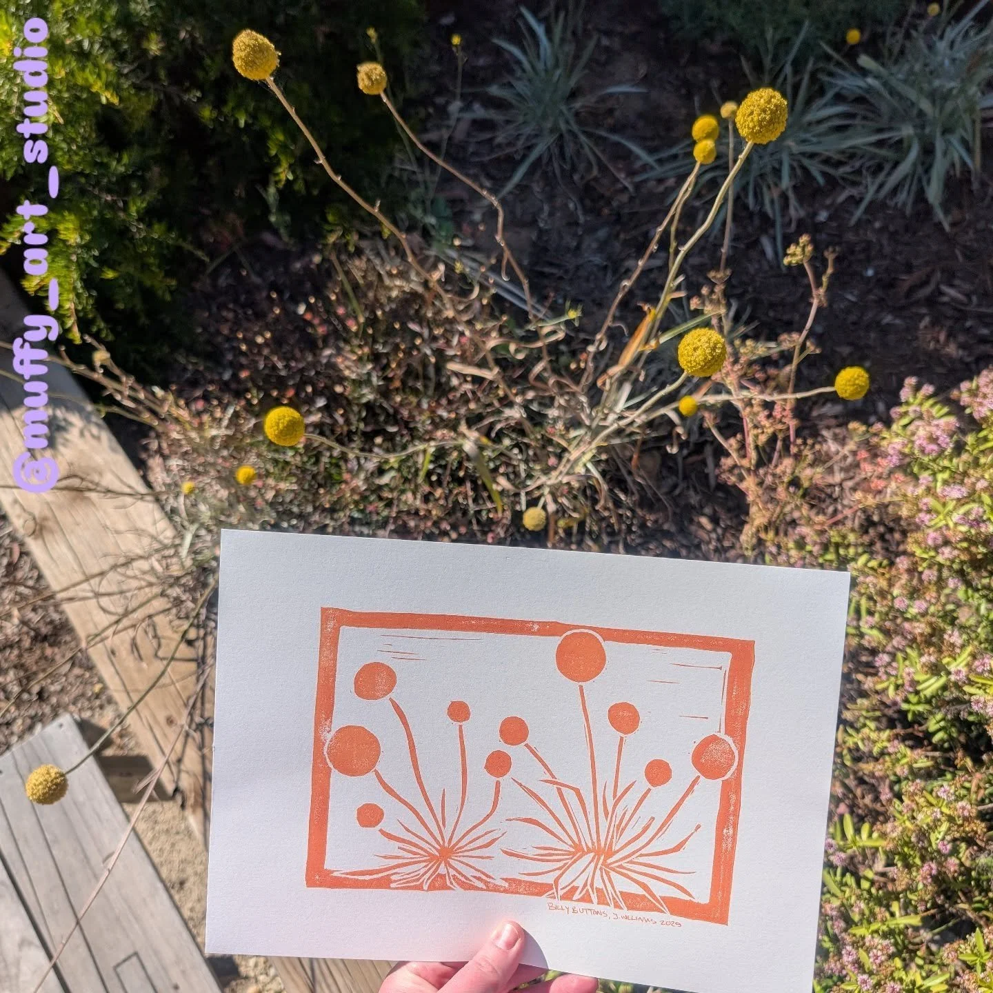 The third Australian native flowers print: Billy Buttons 💛
In a custom colour for @catsthatrow 🥰

#australiannativeflowers #printmaking #carving #artist #billybuttons