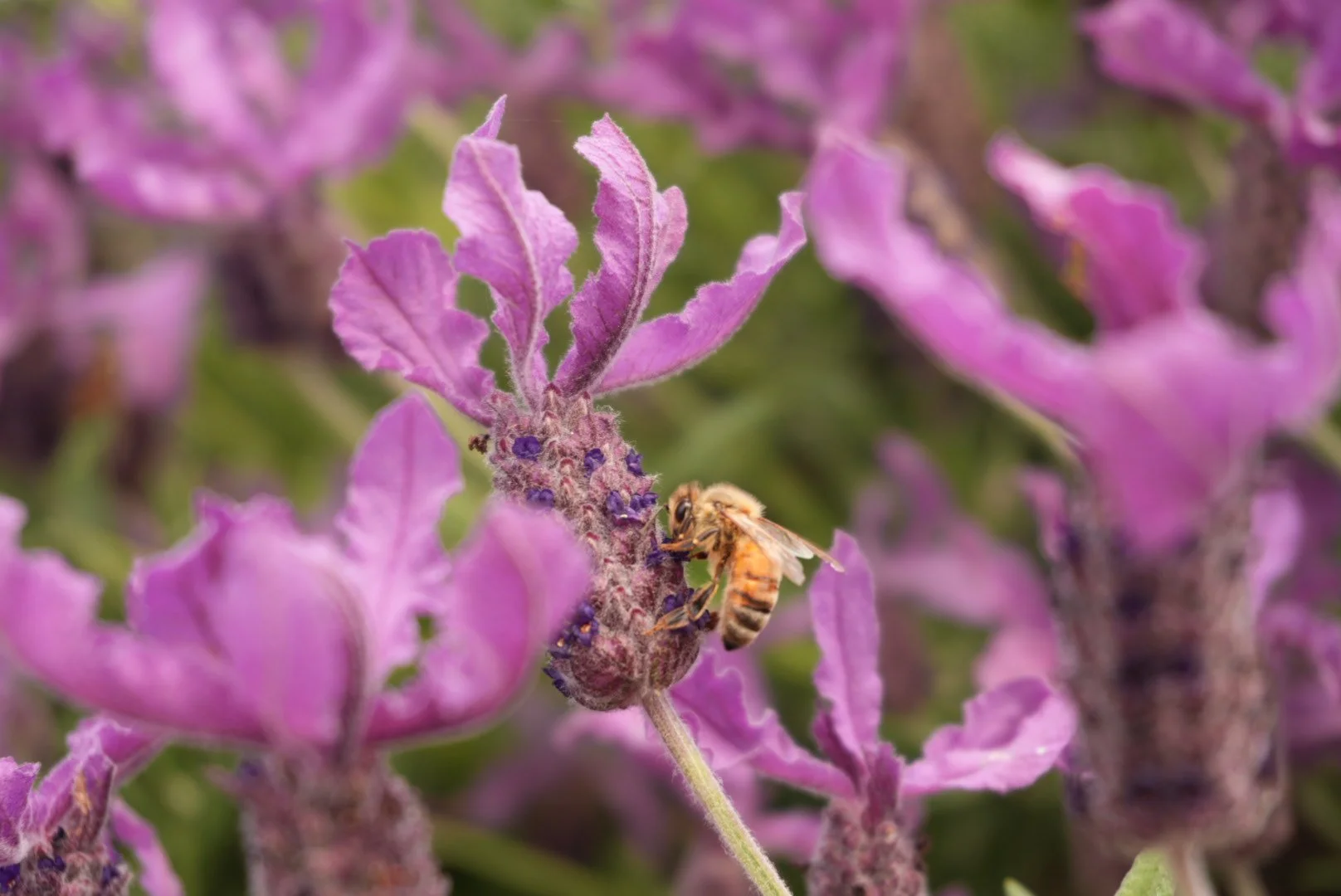 A4 Honey Bee in the Lavender Photograph Digital Download