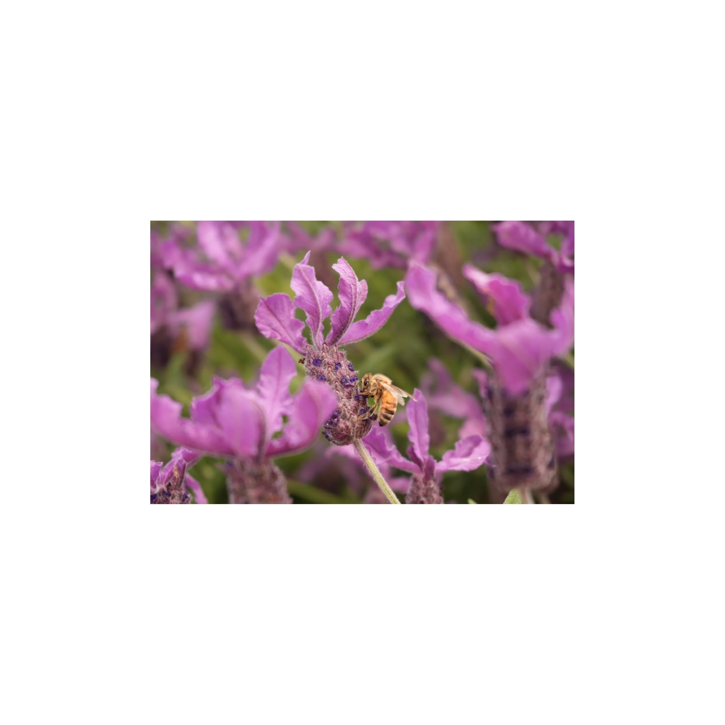 DSC00014 full image.jpg