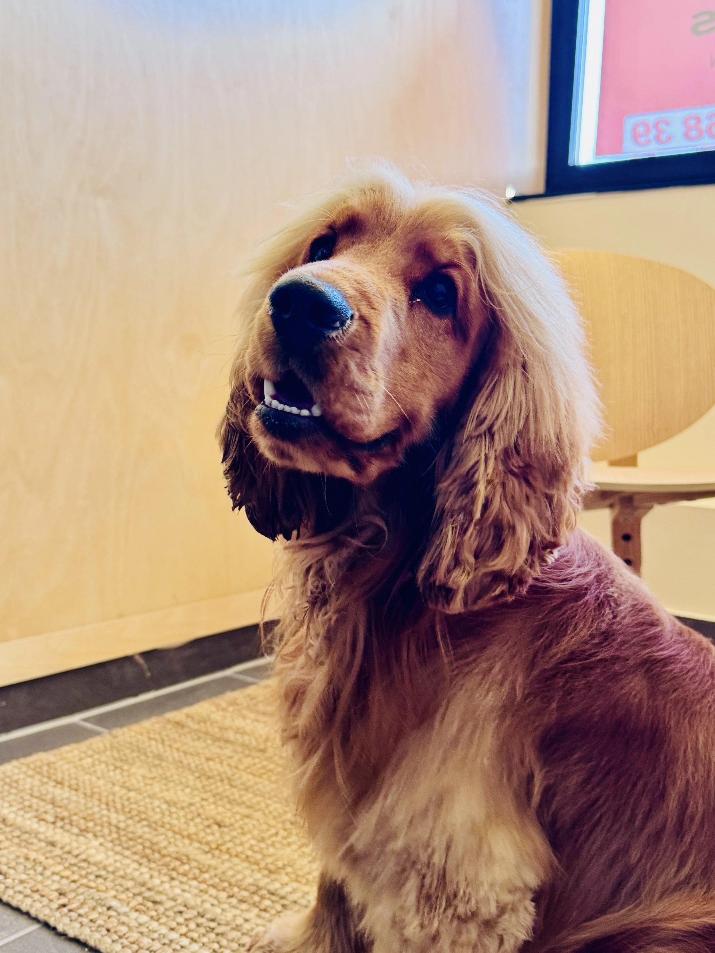 Ein frisch geföhnter Cocker Spaniel im snyggs Wartebereich, Holzstuhl und Fenster im Hintergrund.