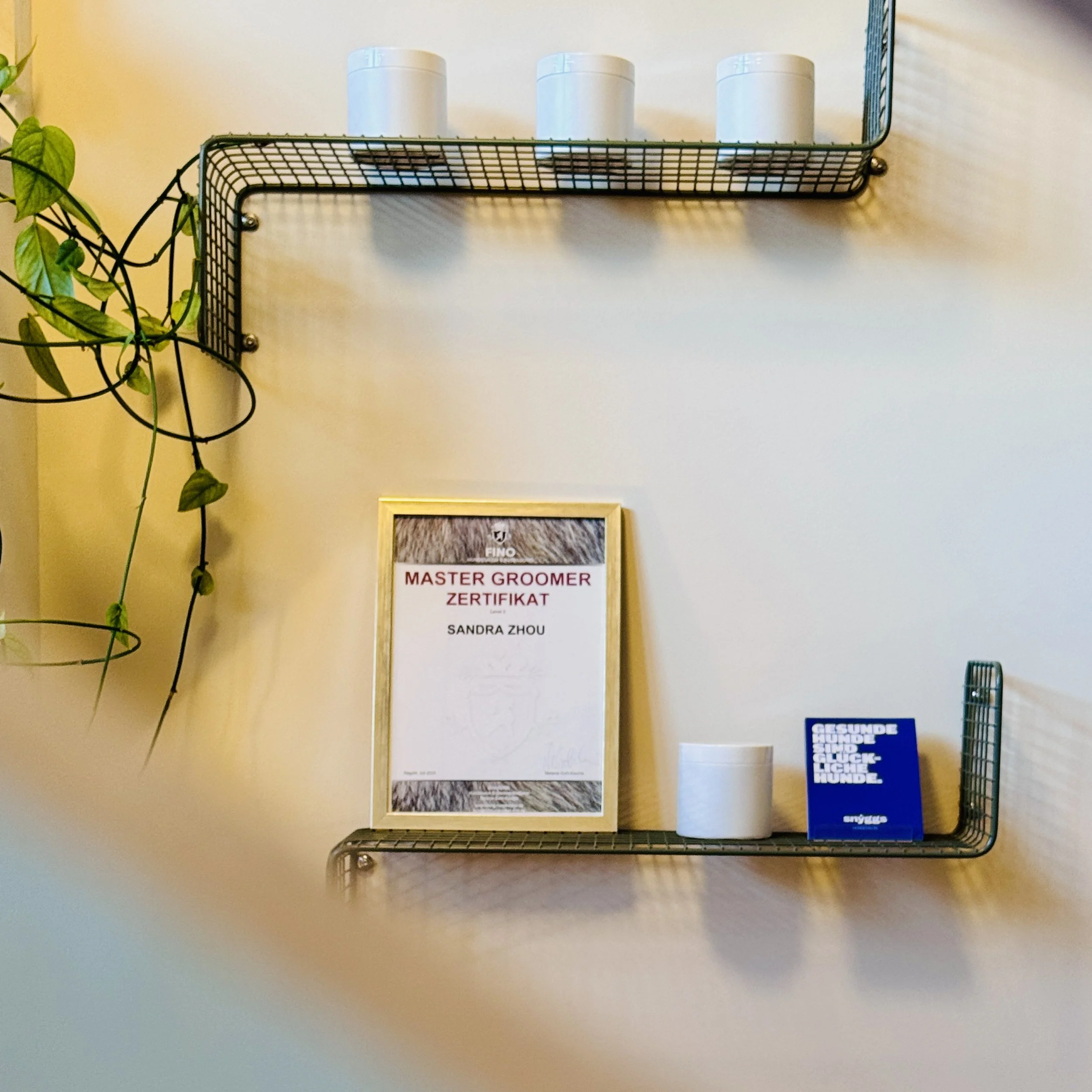 Zwei schwarze Wandregale, auf einem steht ein Zertifikat für einen Master Groomer für Sandra Zhou, daneben ein weißer Rollbinden, auf dem unteren Regal ein blauer Flyer und ein weißer Gegenstand, links eine grüne Pflanze.