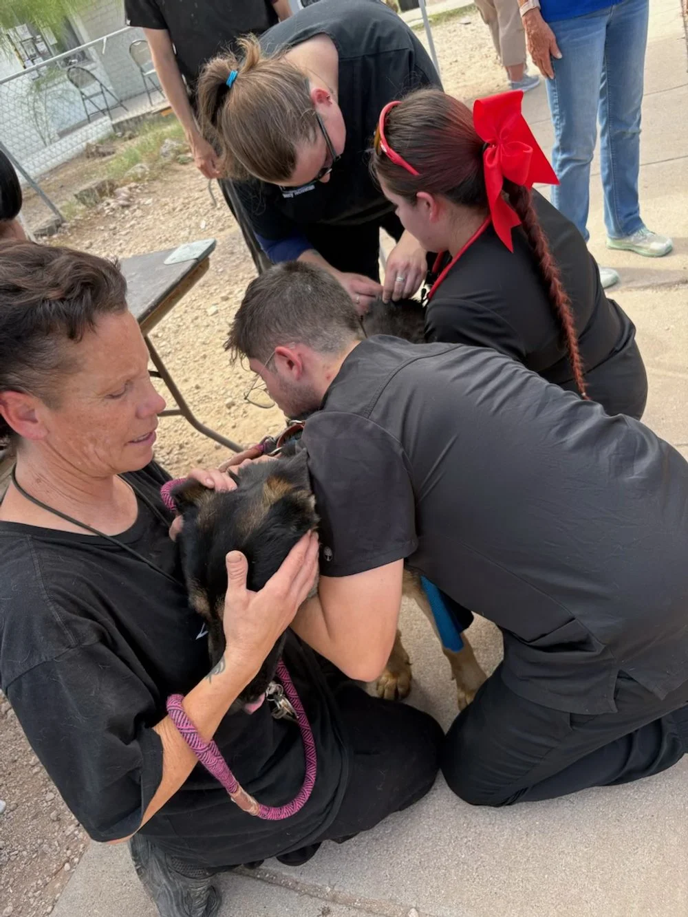 CACTS community outreach event providing animal care treatment for dog