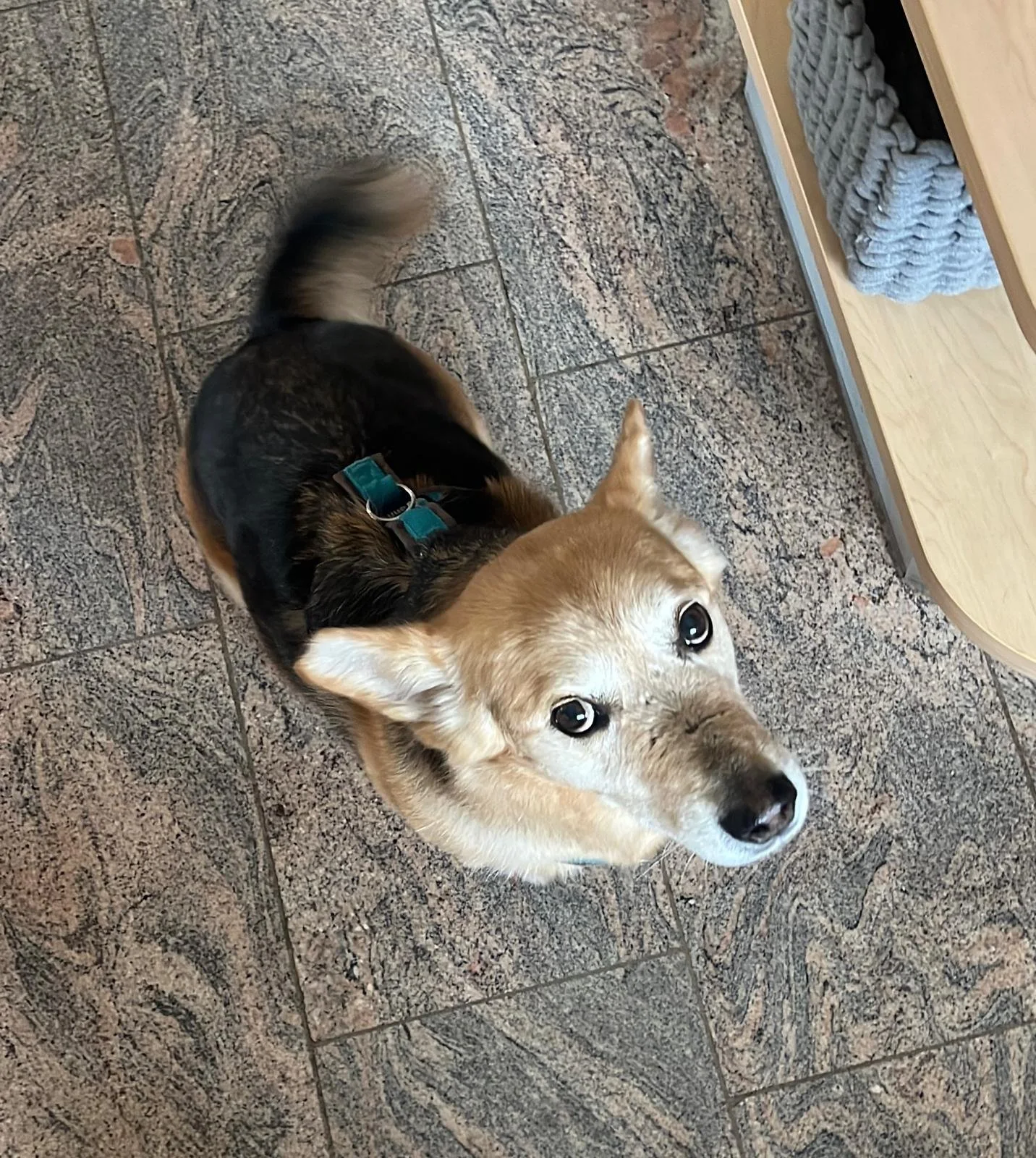 Picture is showing the dog Bruno a welsh corgi pemproke