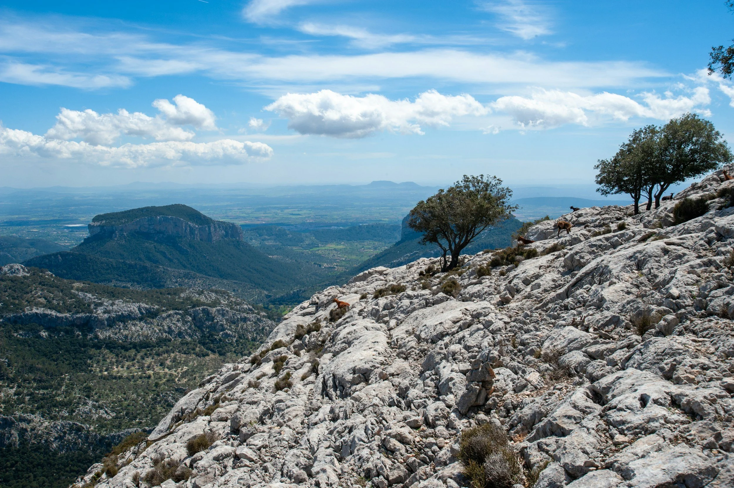 Rocky mountain slope with sparse trees, goats, and a distant view of expansive valleys and mountains under a partly cloudy sky.