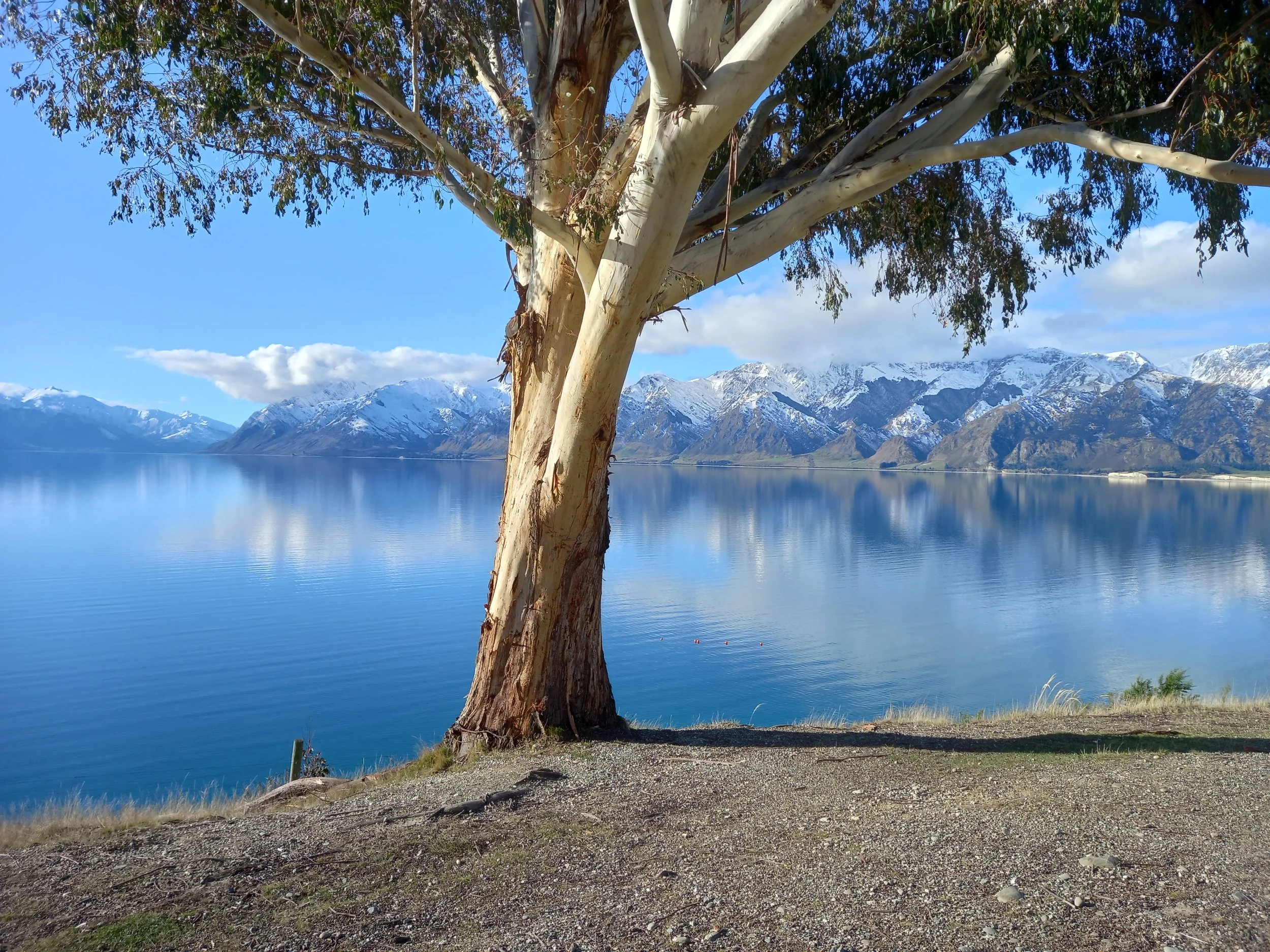 The Wedding Tree.jpg