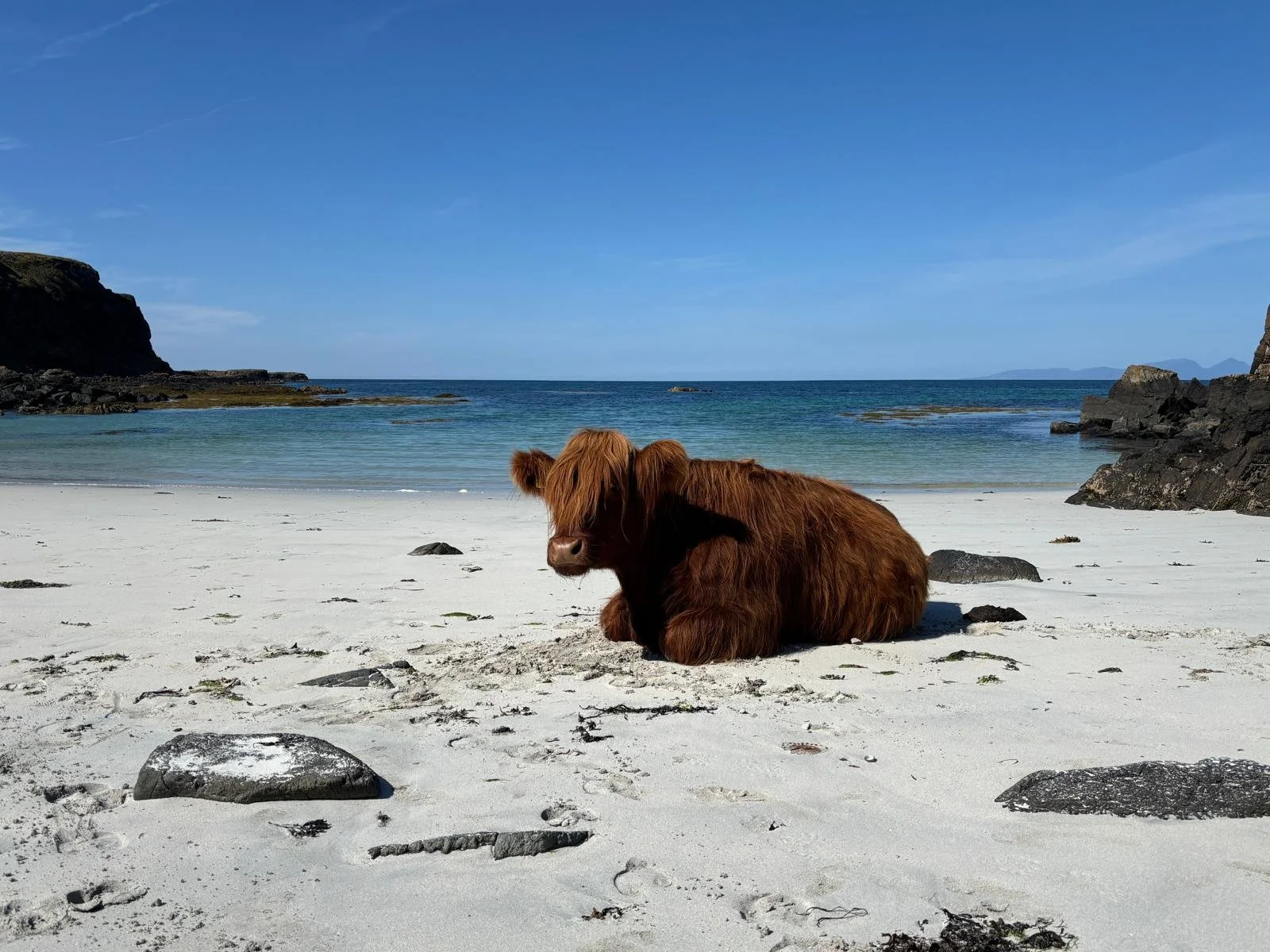 WhatsApp Image 2025-10-16 at 22.14.19_e9c301b9.jpg