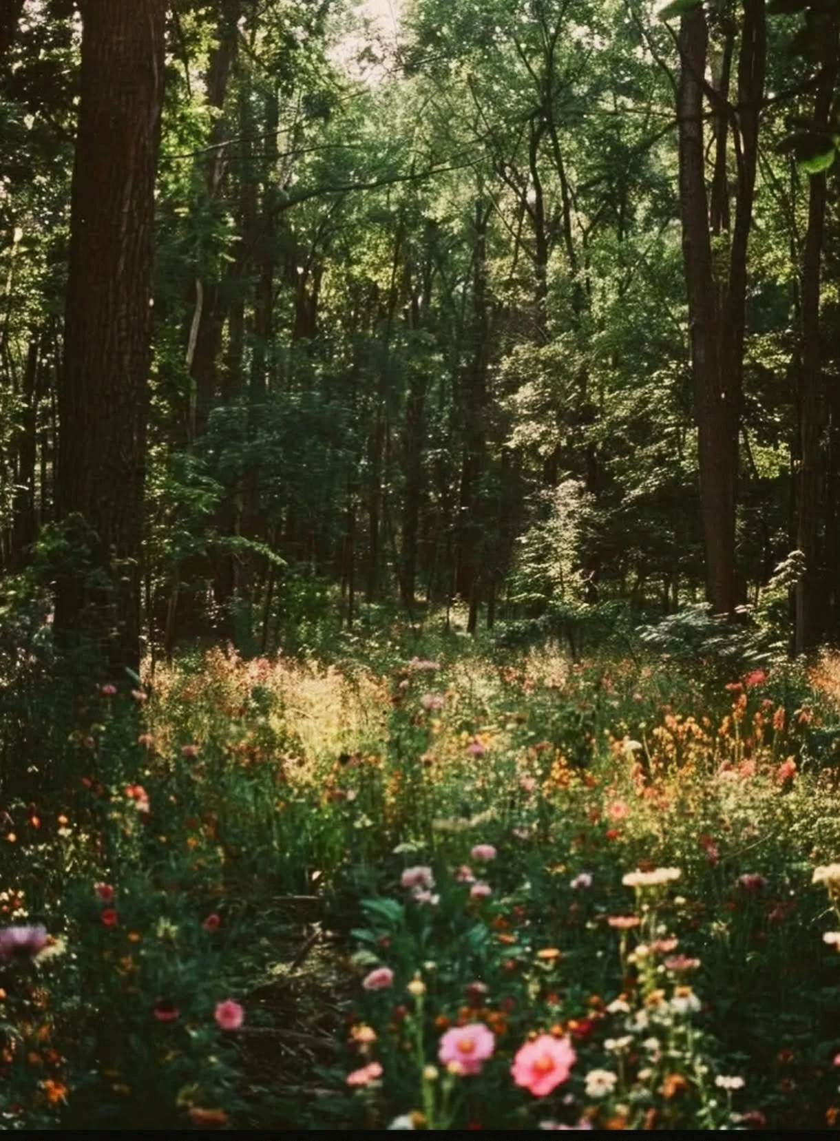 A forest with tall trees and sunlight filtering through the leaves, with wildflowers blooming at the forest floor.