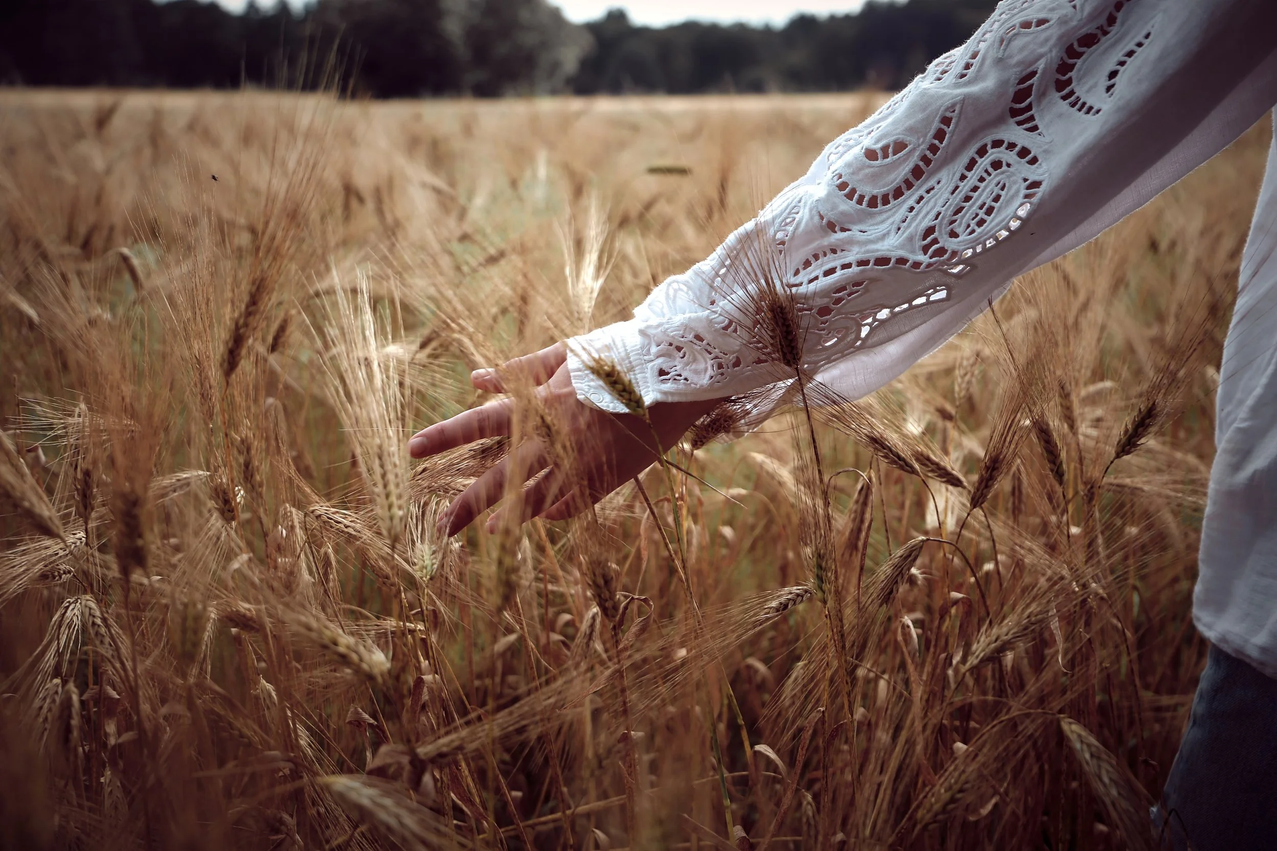 Een persoon met een witte, geprinte blouse die door een veld met goudgele tarwe loopt en de tarwe aanraakt.