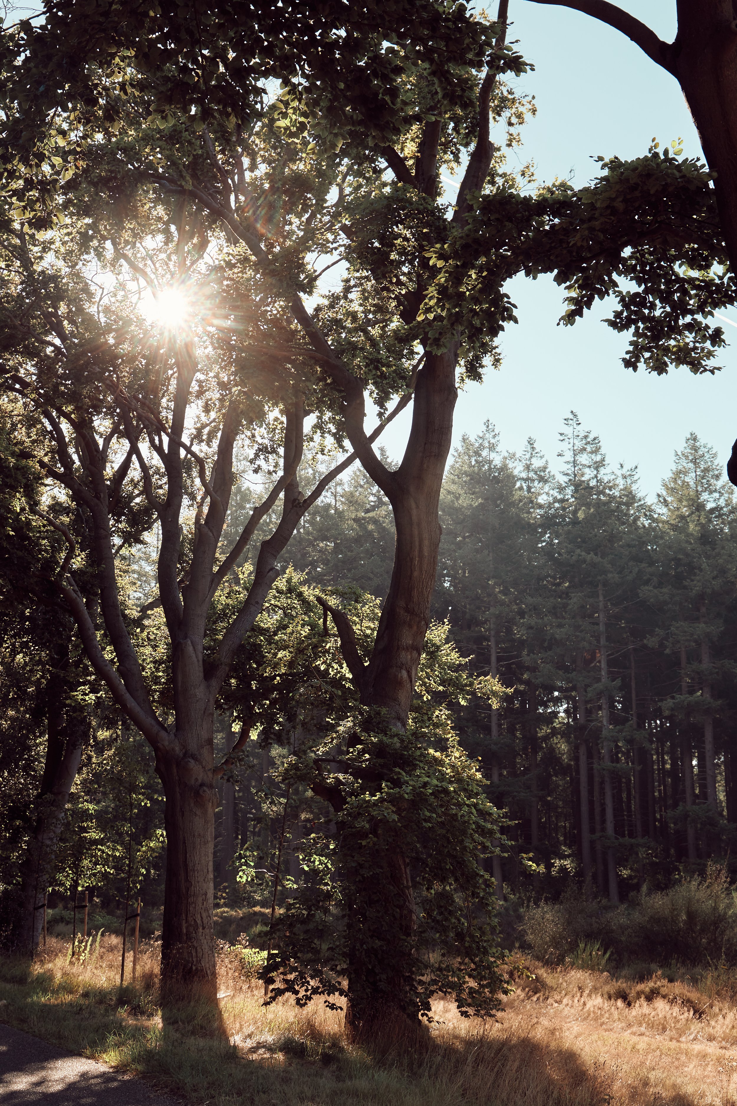 Bomen in een bos met zonlicht dat door de bladeren schijnt.