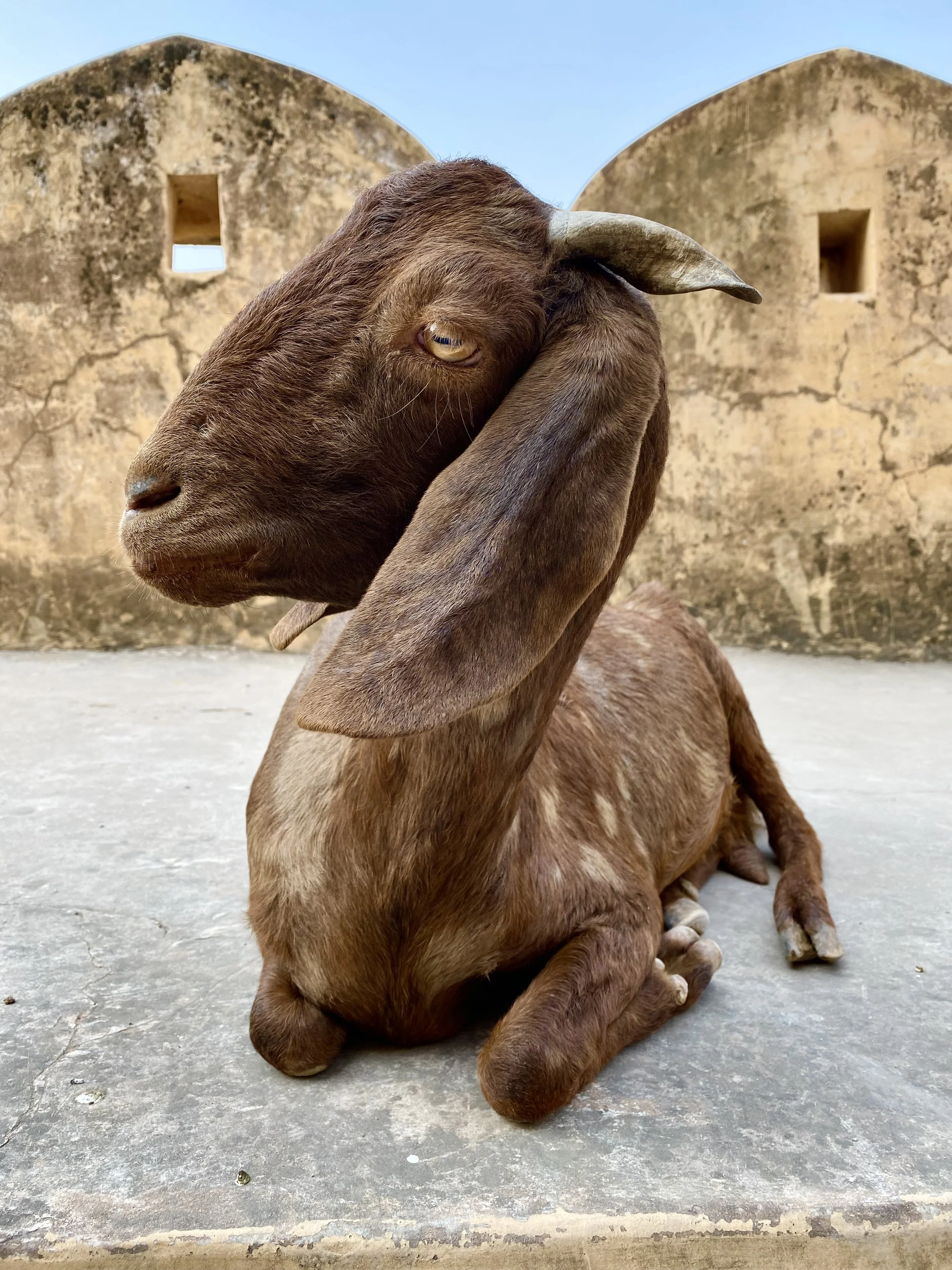 Rajasthan, Land of the Kings