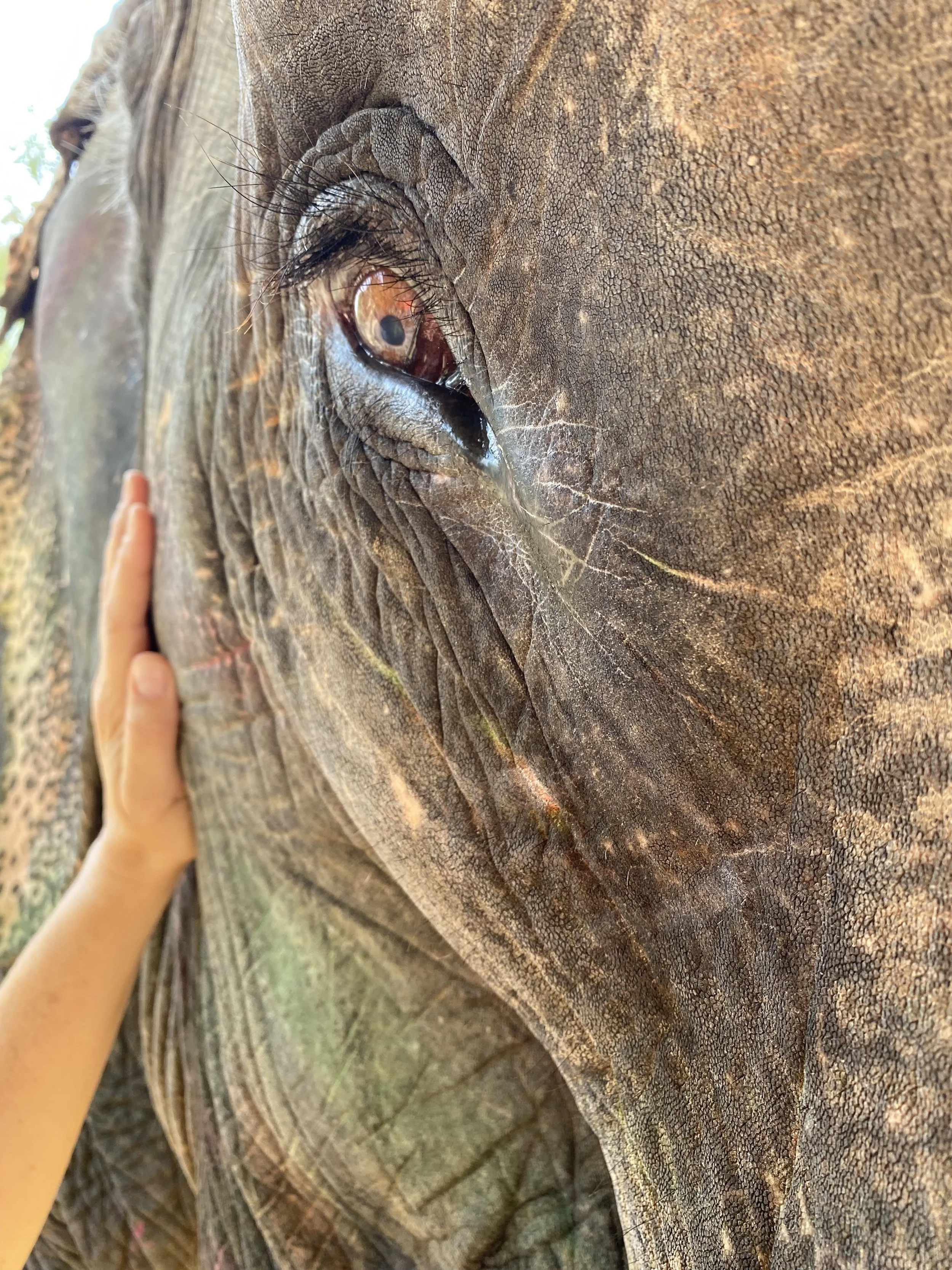Elephant eye