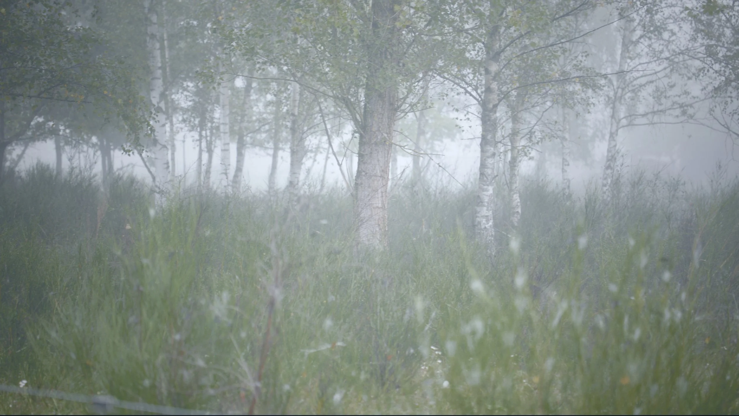 Tree's aren't alone
