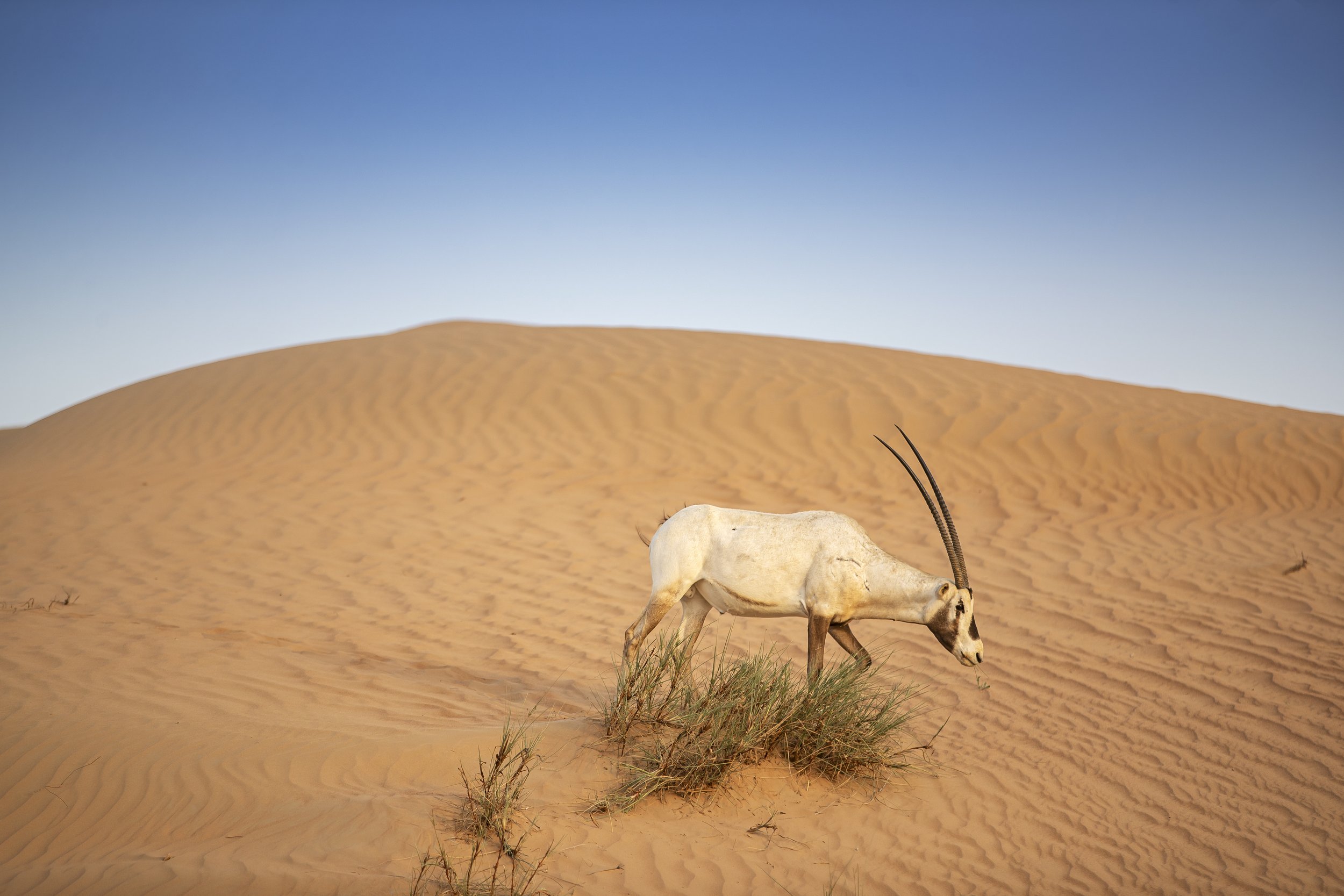 arabian-oryx-in-the-red-sands-desert-conservation-2025-02-12-01-28-26-utc.jpg
