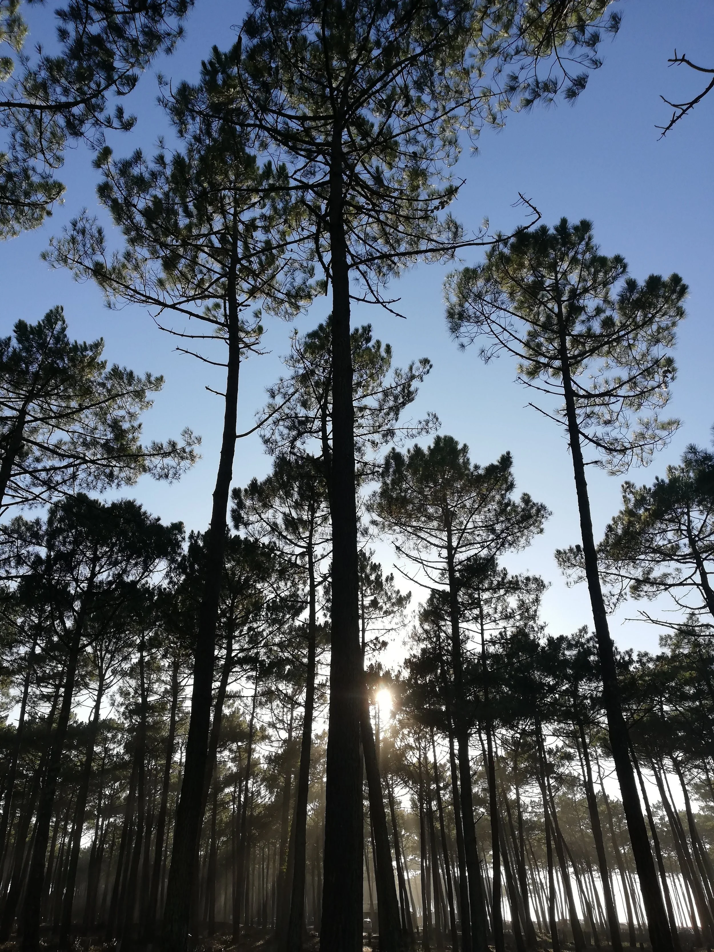 Forêt de pins avec le soleil derrière les arbres et un ciel bleu clair.