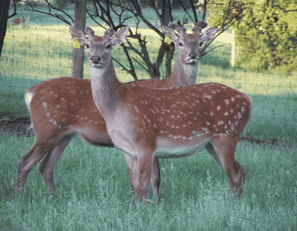 A 3 yo F1 Stags.png