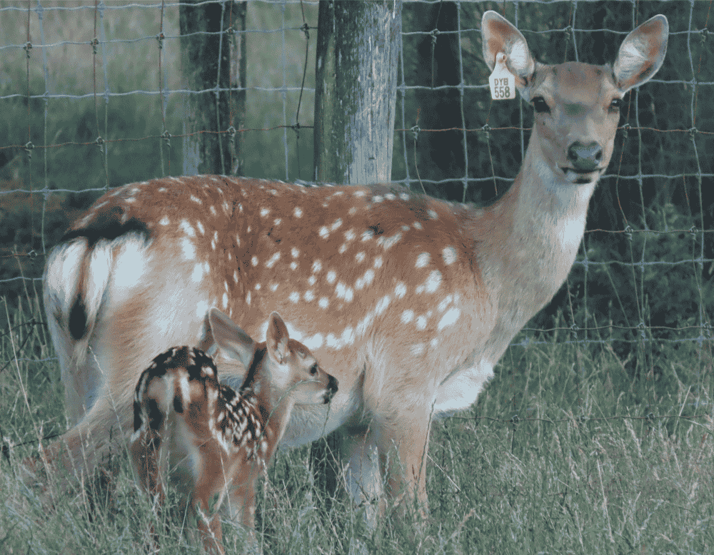 A 6 yo F5 Hind and calf.png