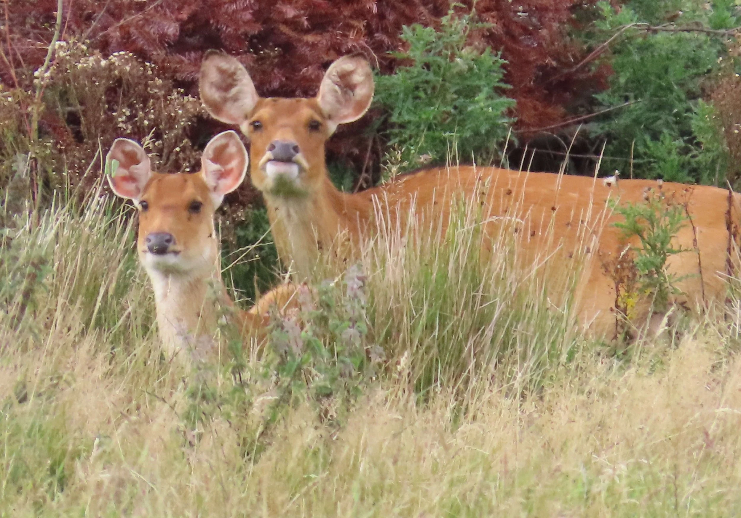 Barasingha