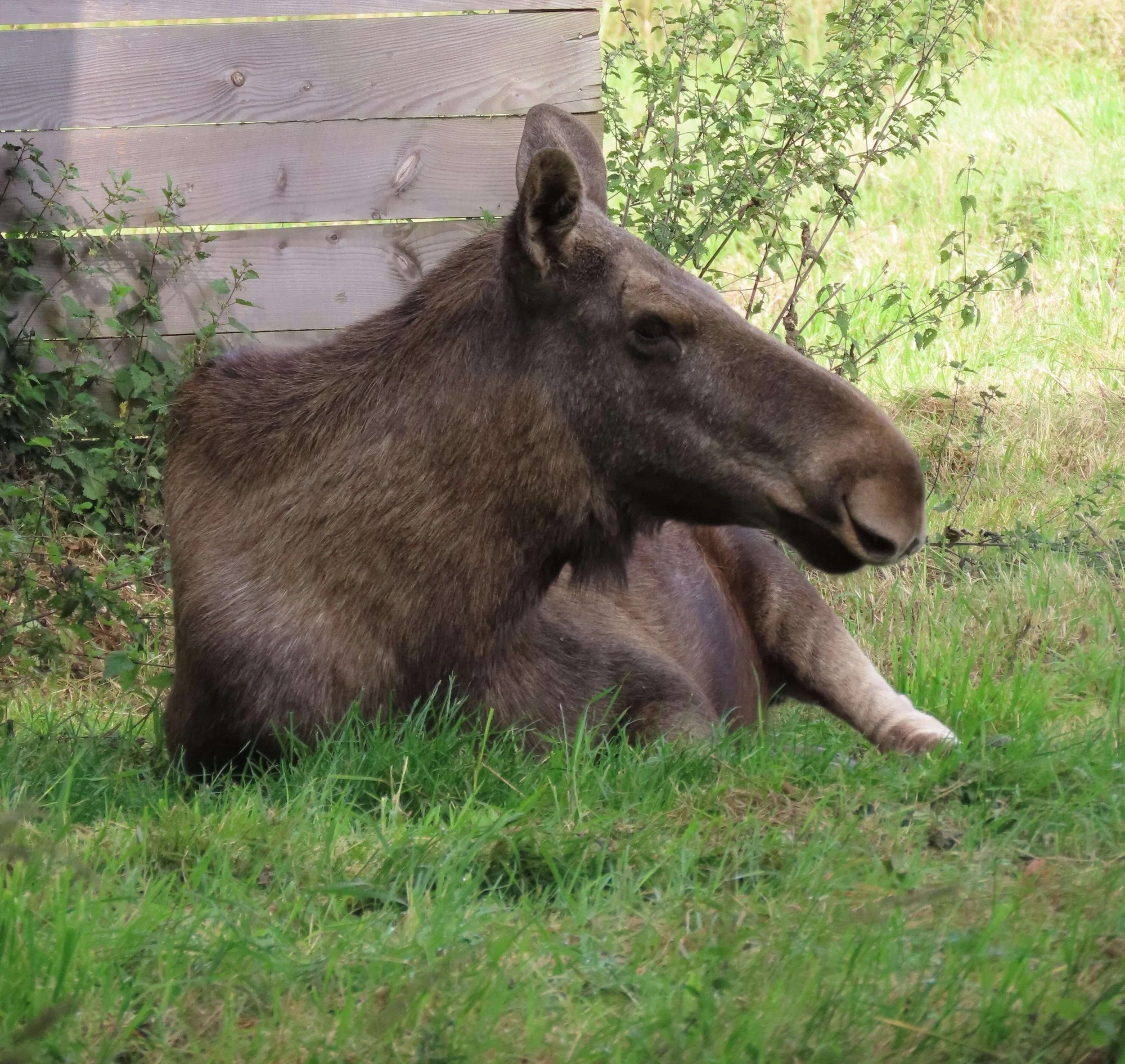 European Elk