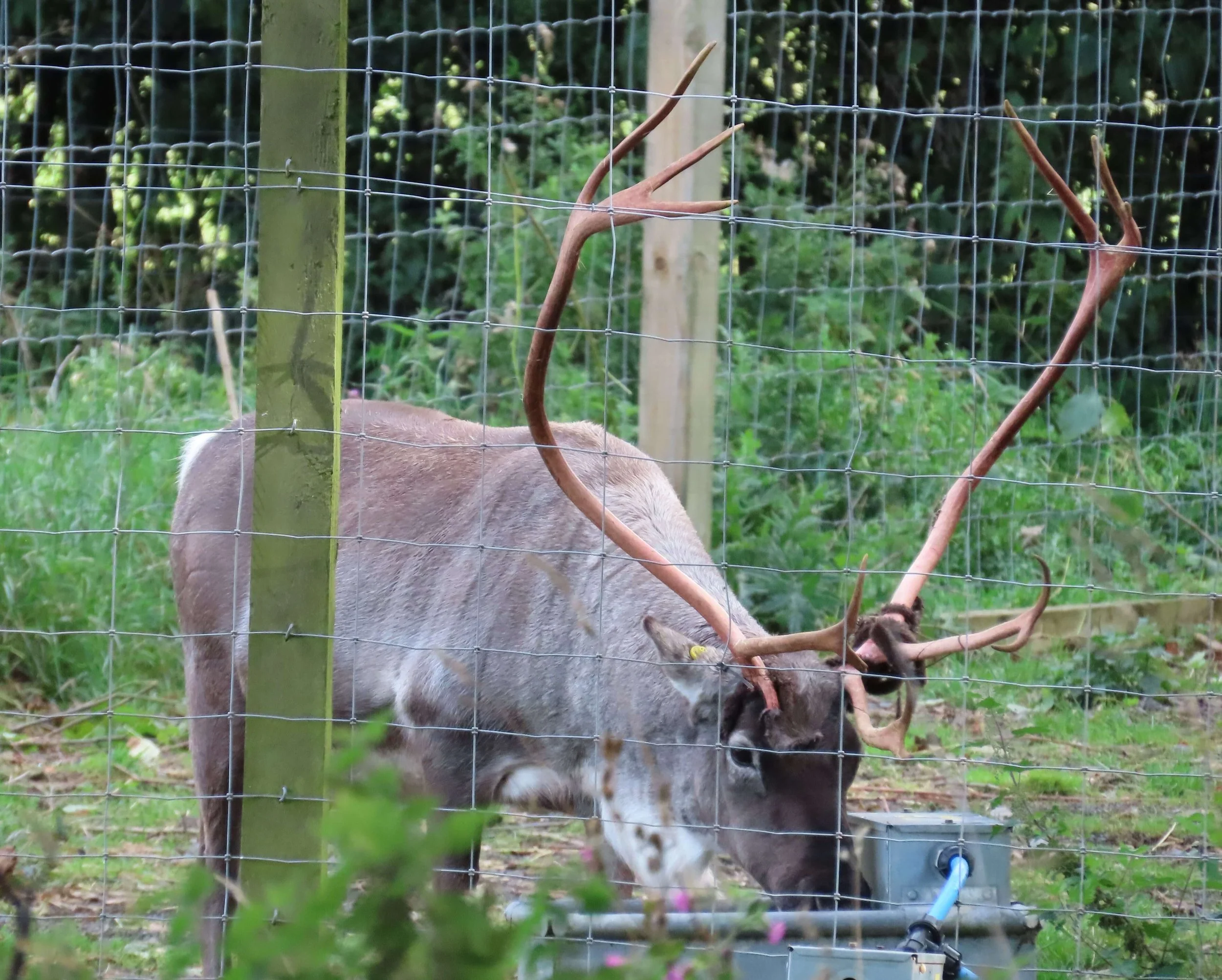 Reindeer
