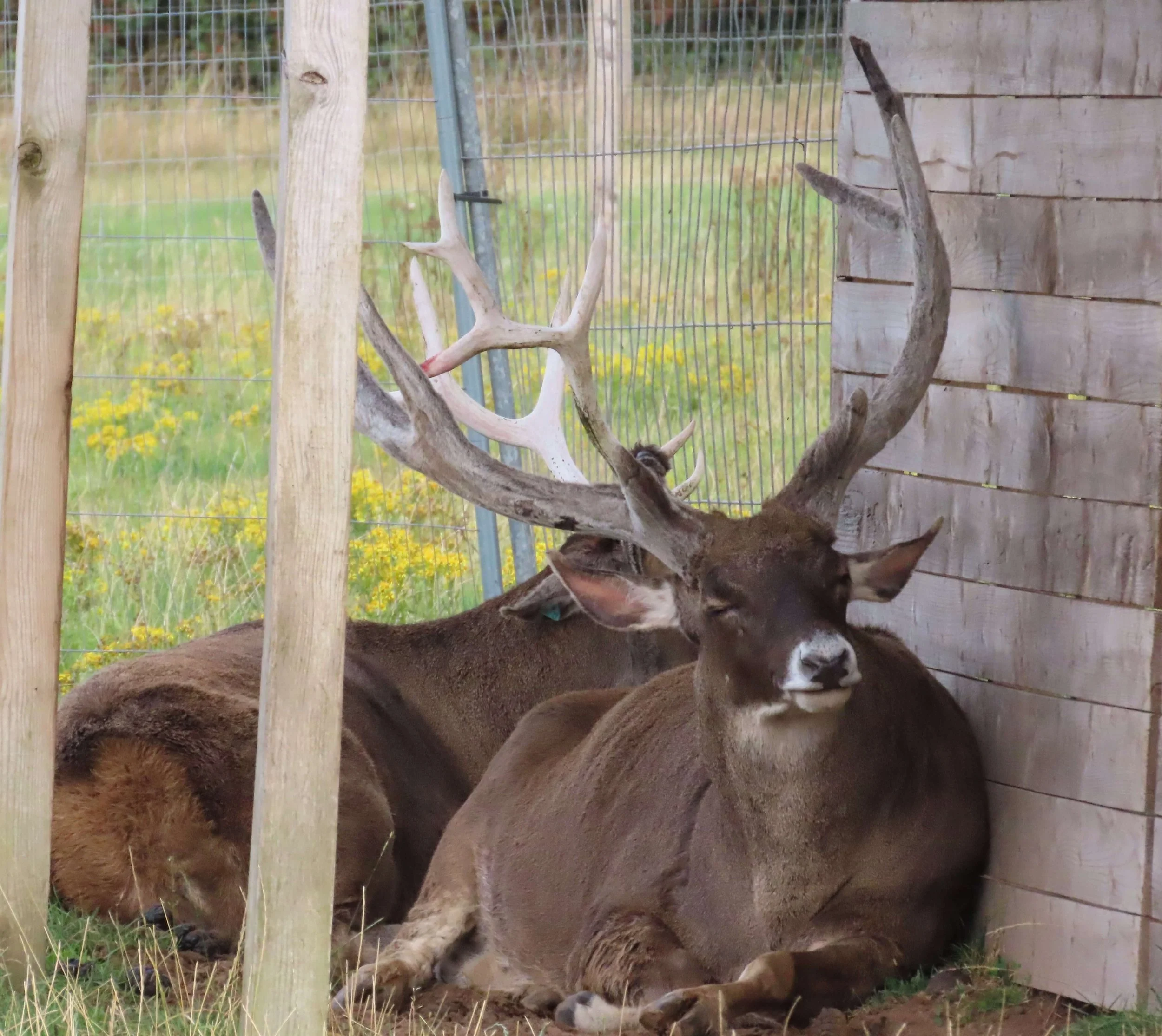 White Lipped Deer