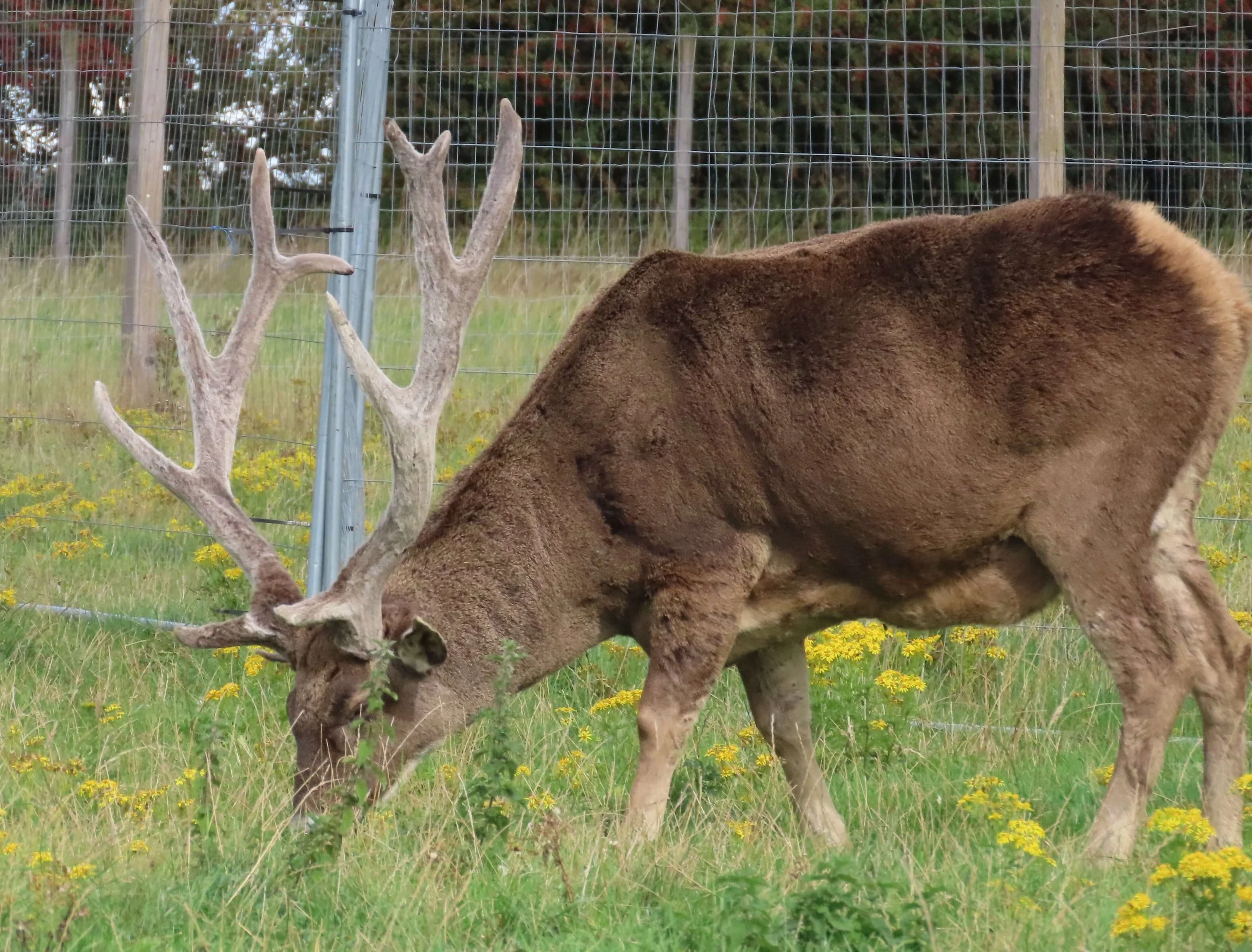 White Lipped Deer