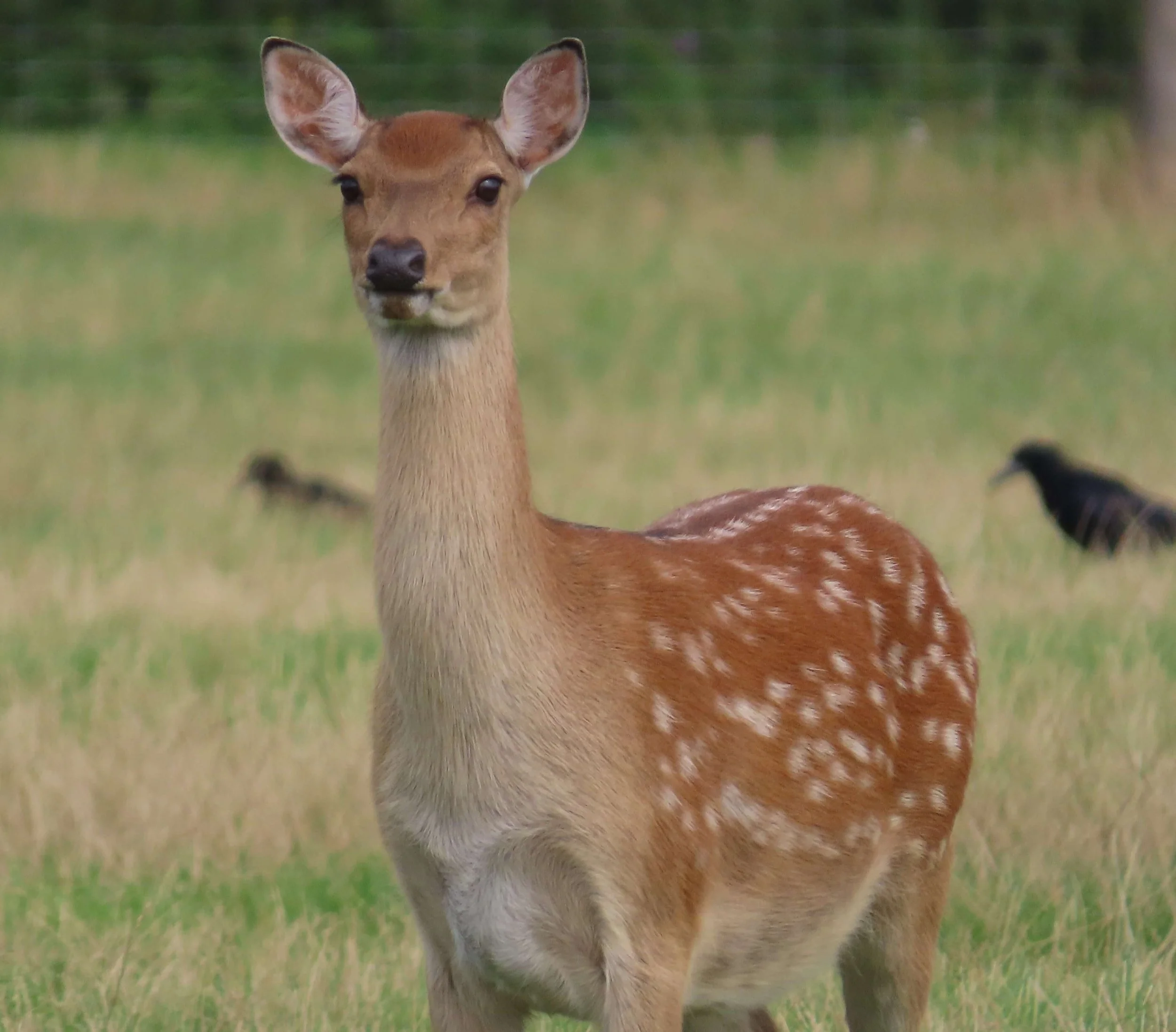 Formosan Sika Hind