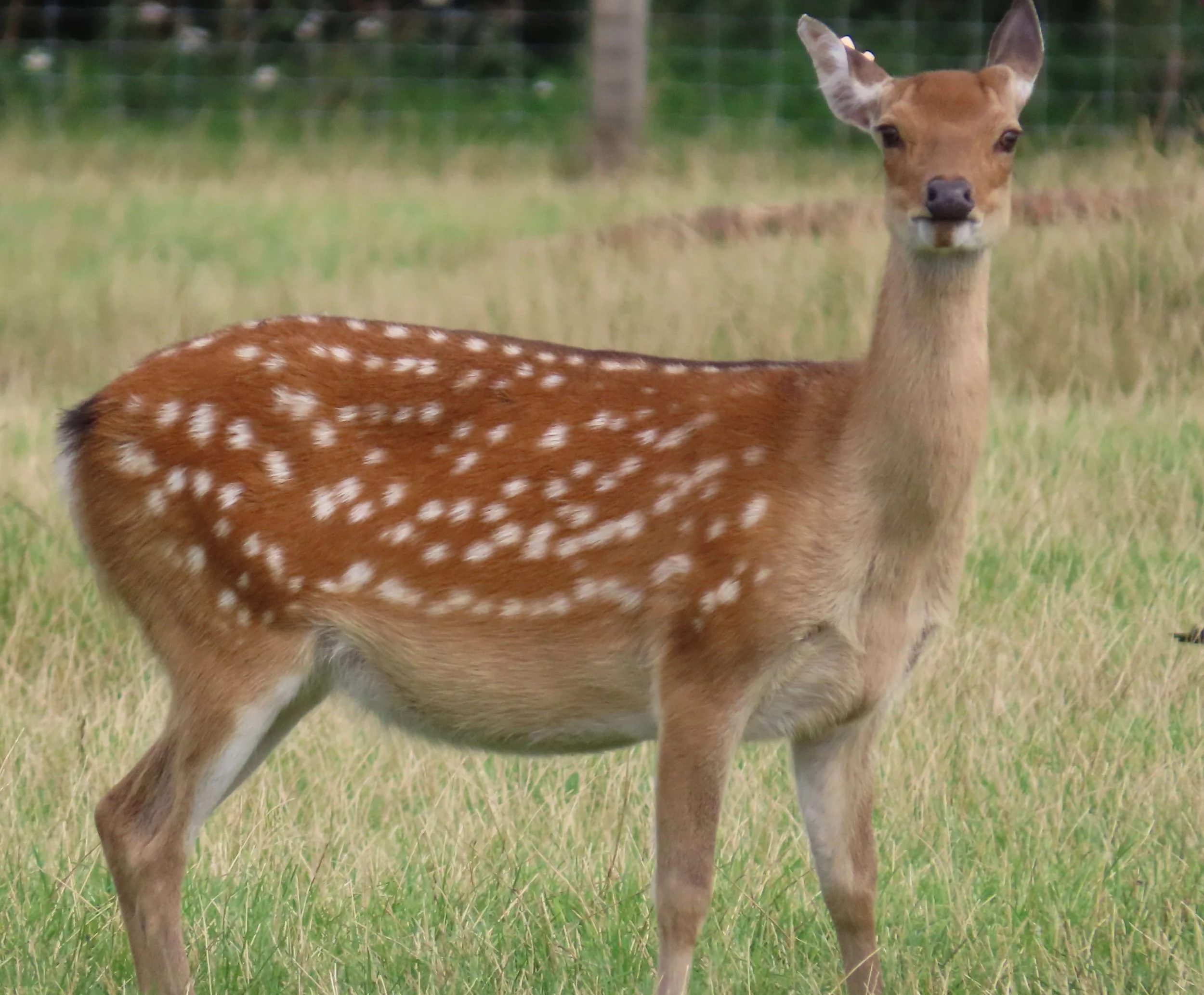 Formosan Sika Hind