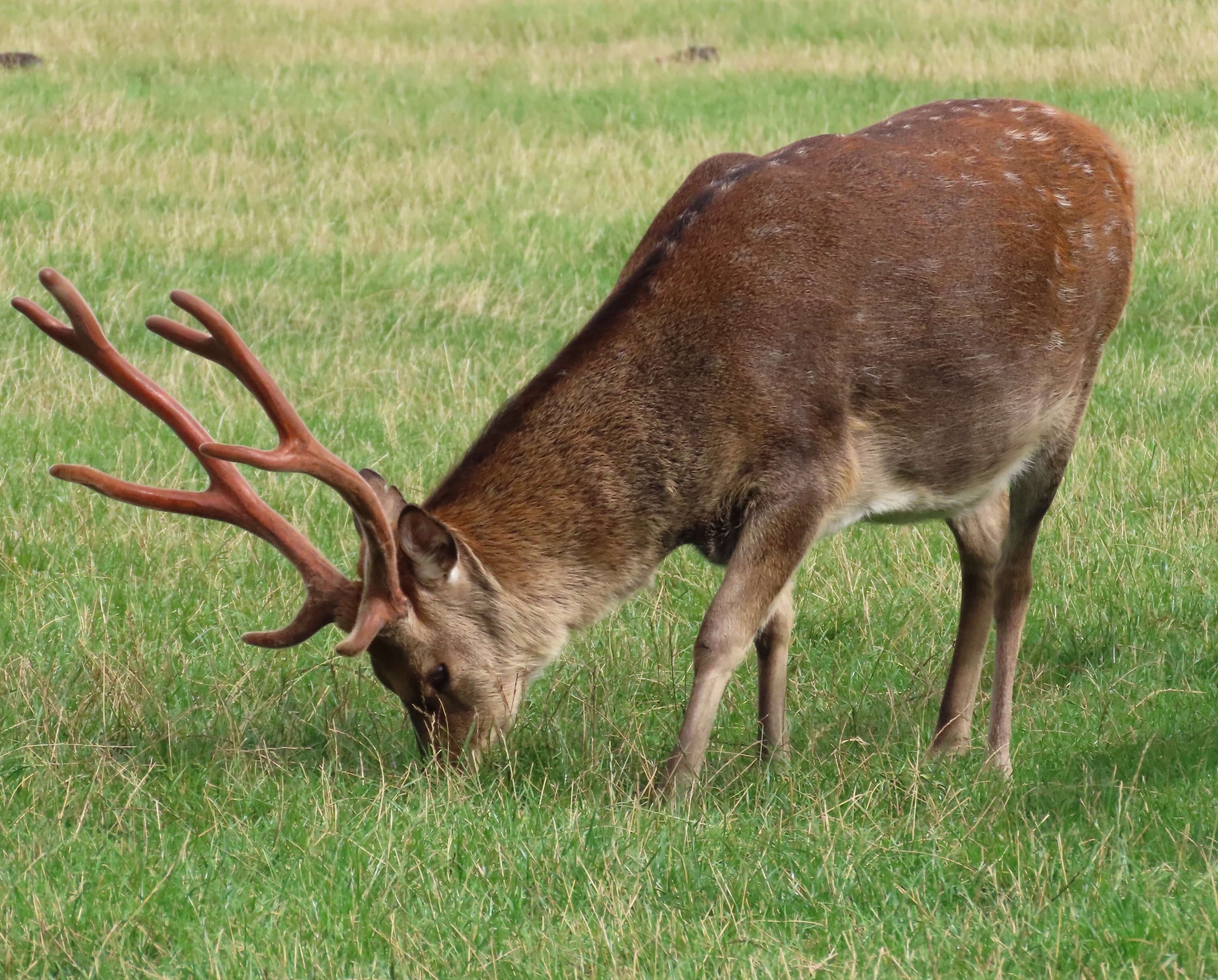 Manchurian Sika Stag