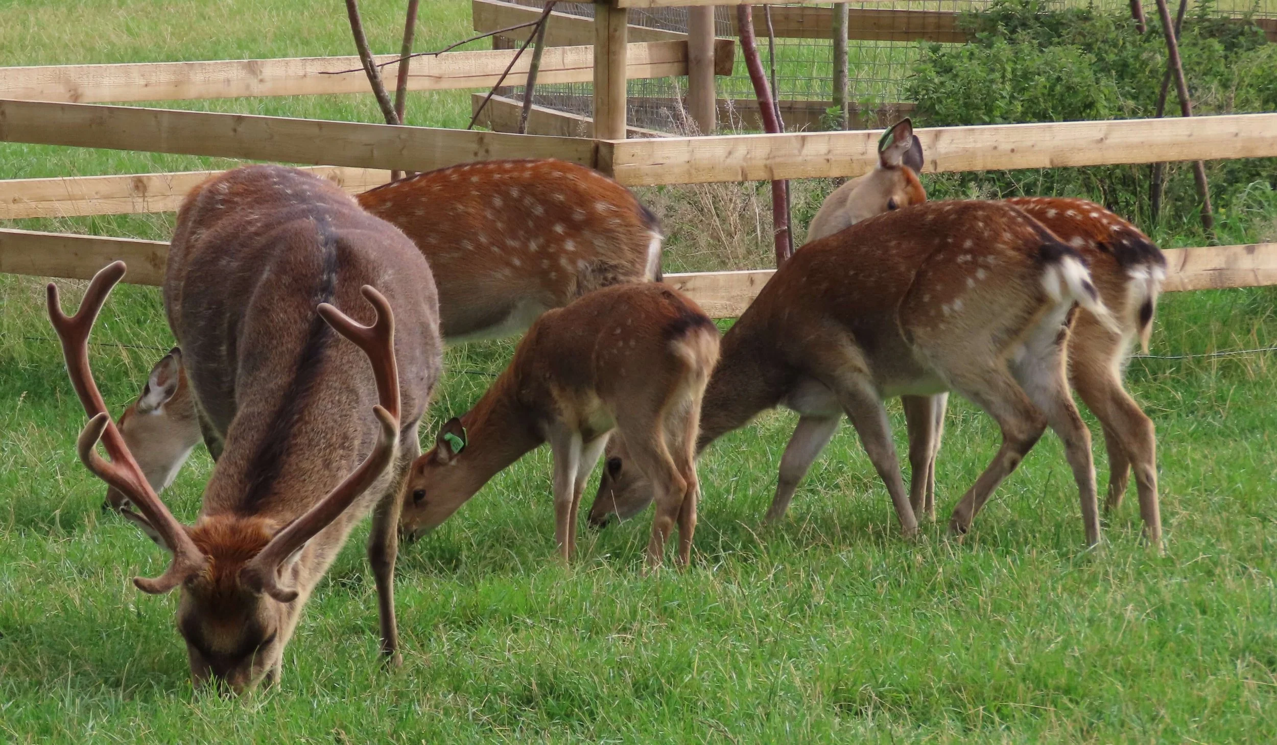 Part of the Sika Herd