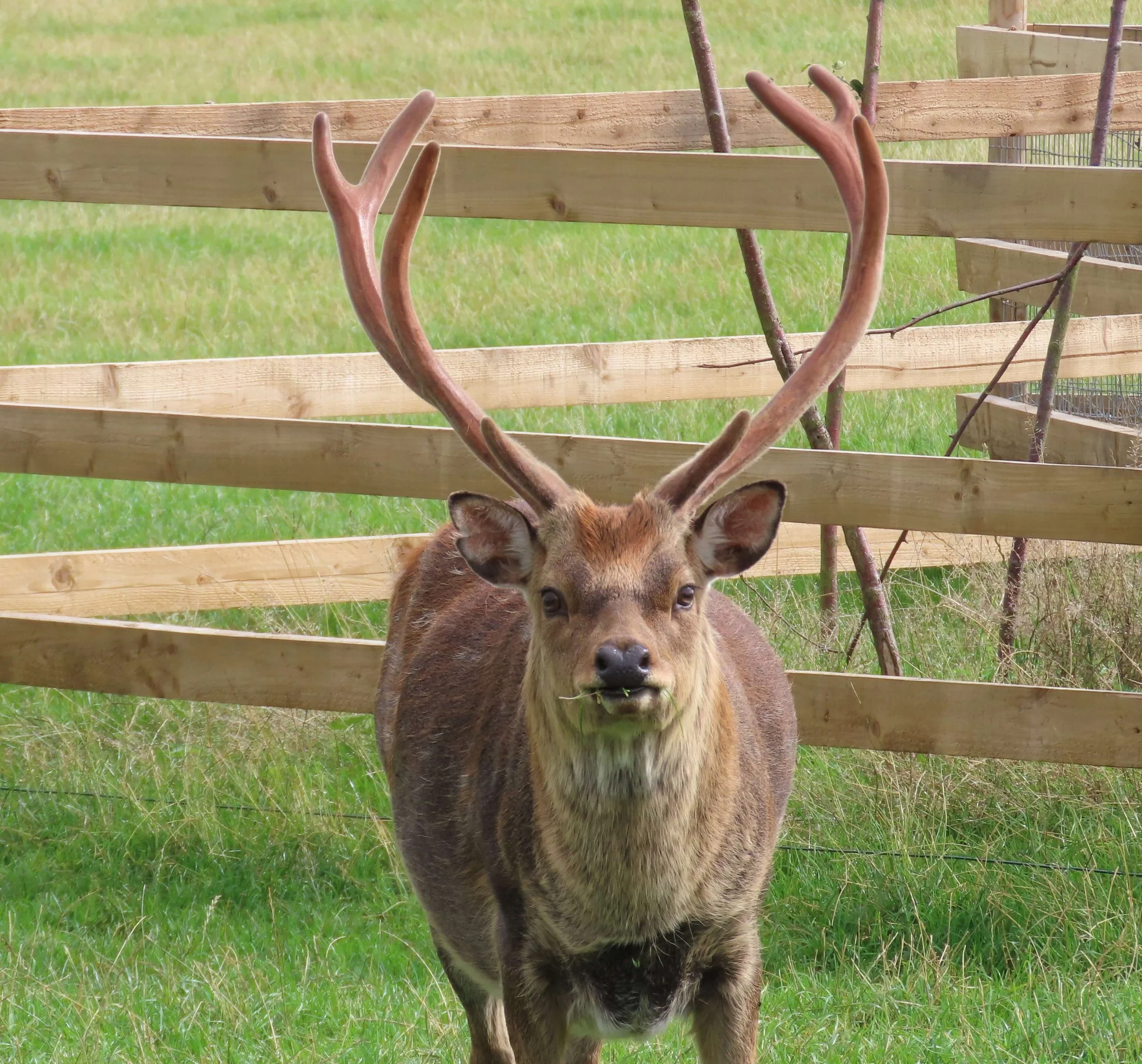 Manchurian Sika Herd Sire