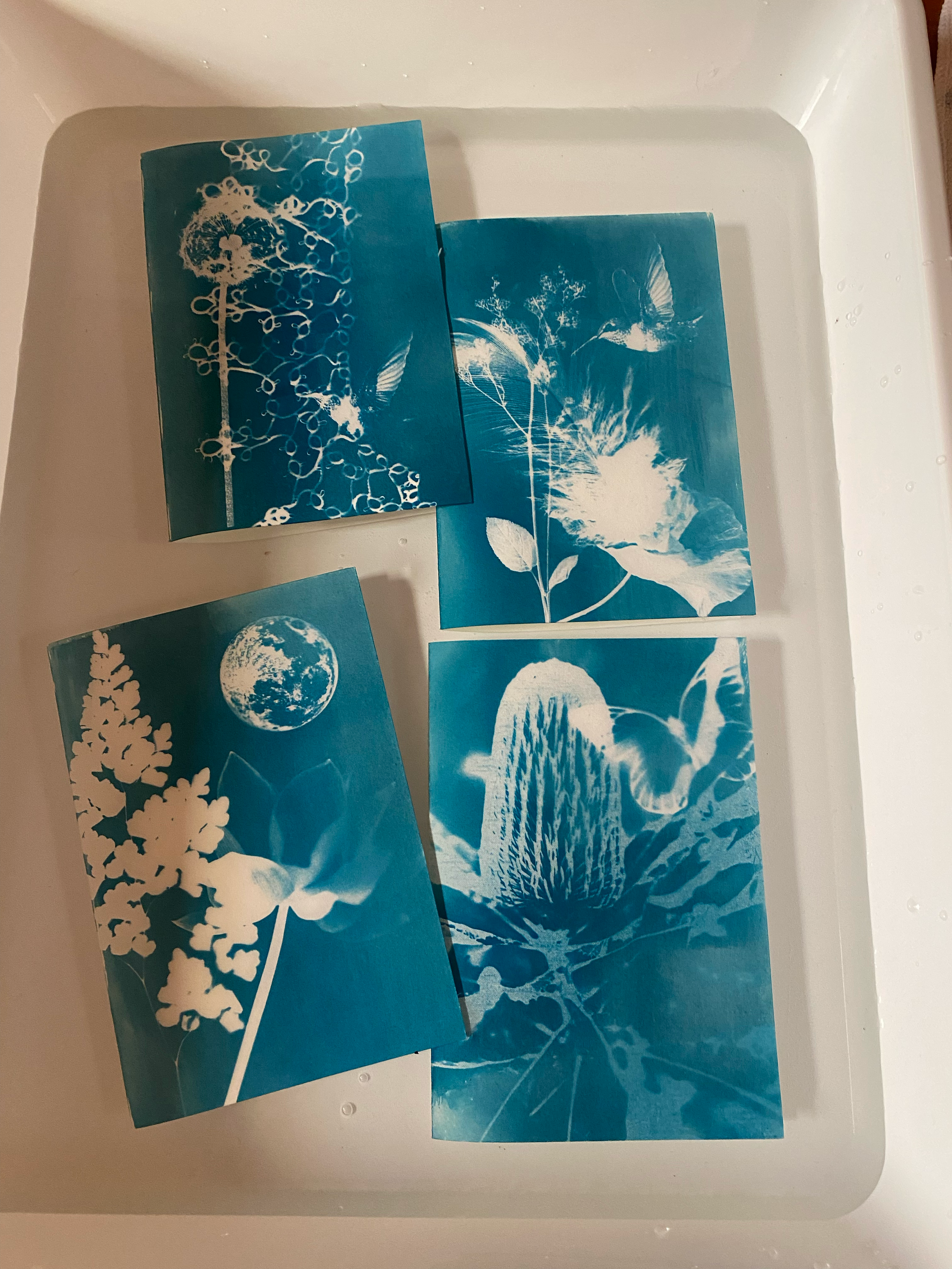Five cyanotype prints featuring flower and nature scenes, including a tree with circular branches, a flower with a butterfly, the Earth with a flower, and a large protea flower, submerged in water.