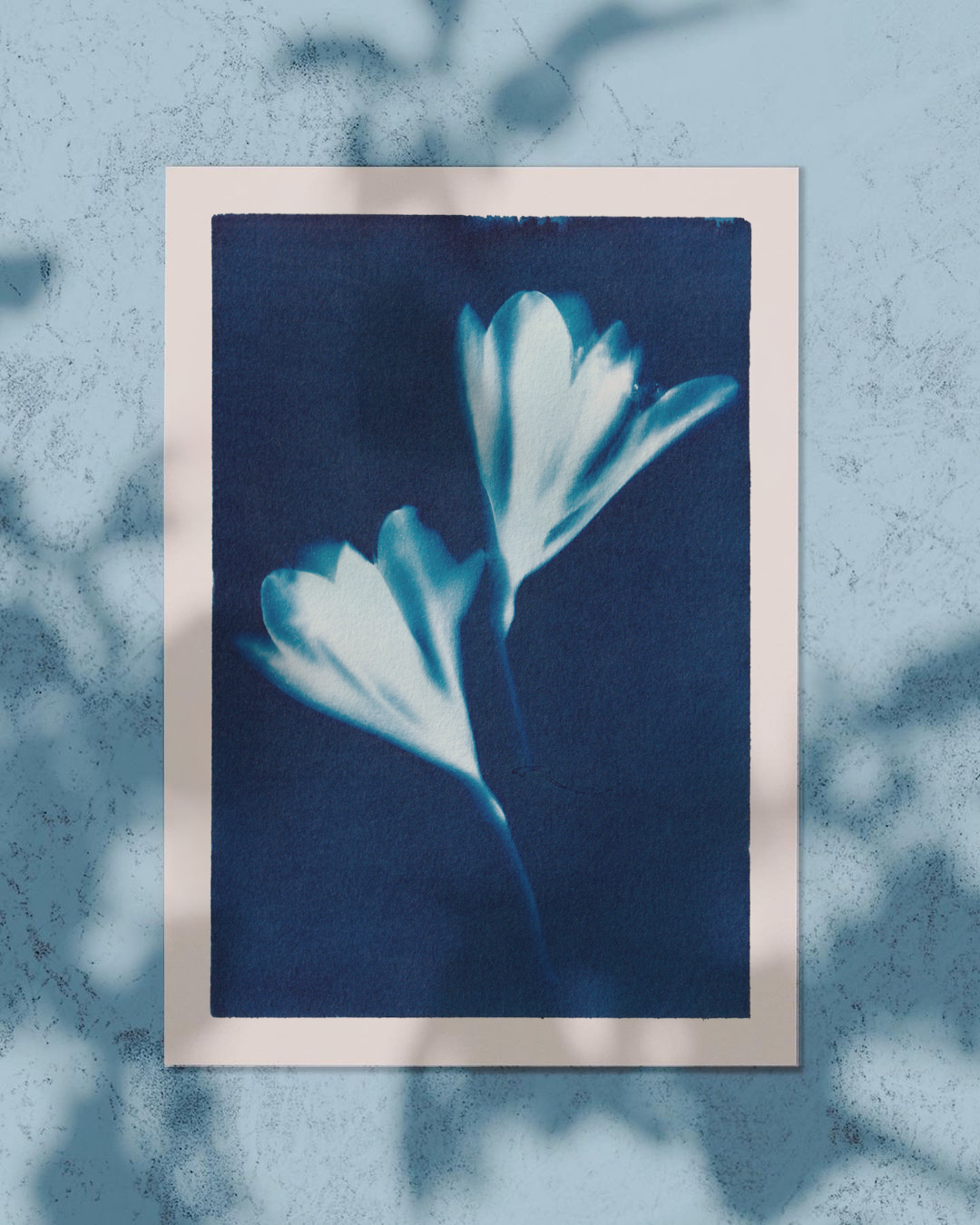 cyanotype+lilly.png
