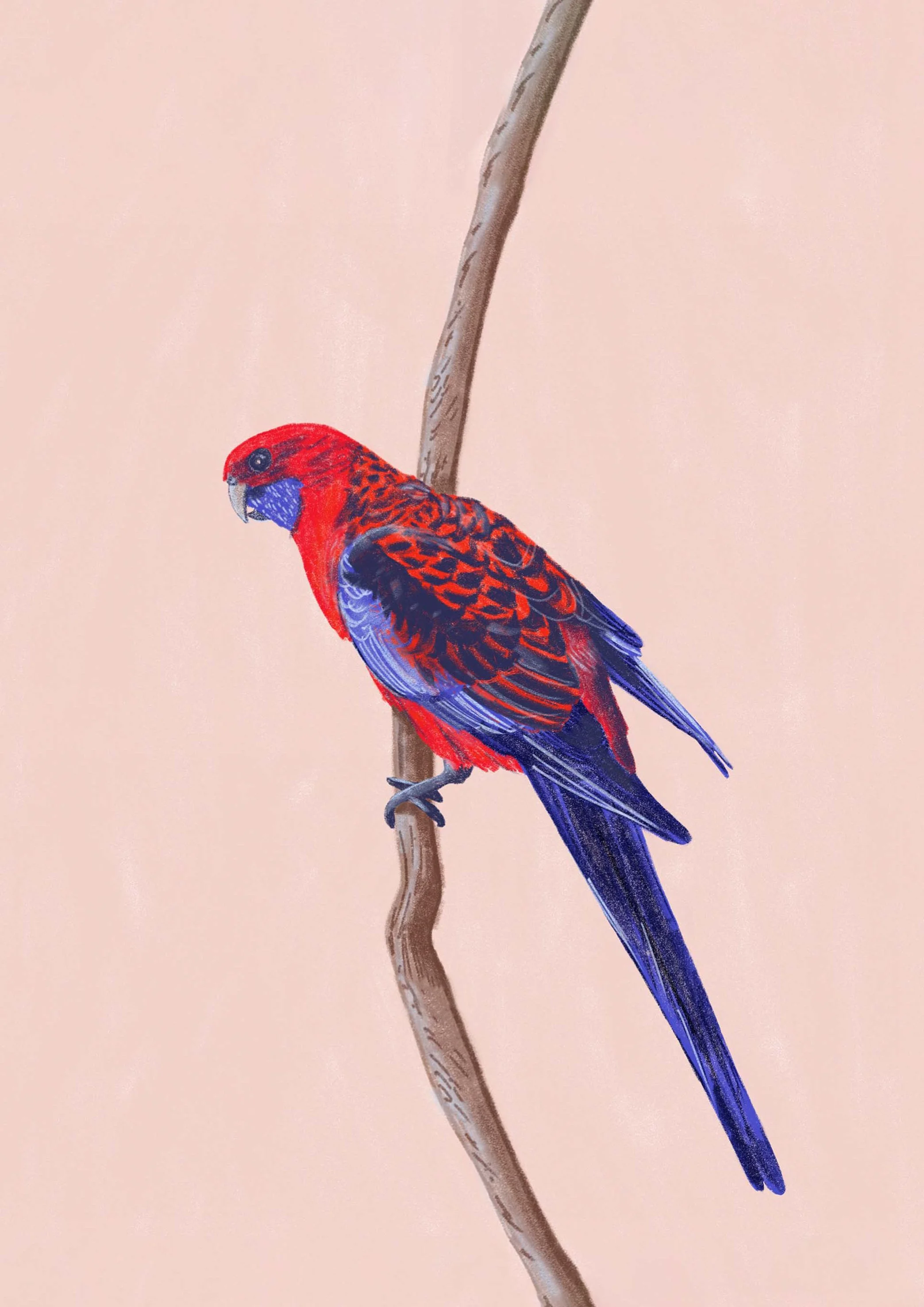 rosella.jpg