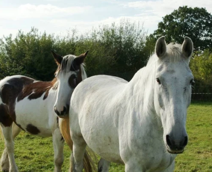 Two horses standing in a field with green grass and trees in the background.