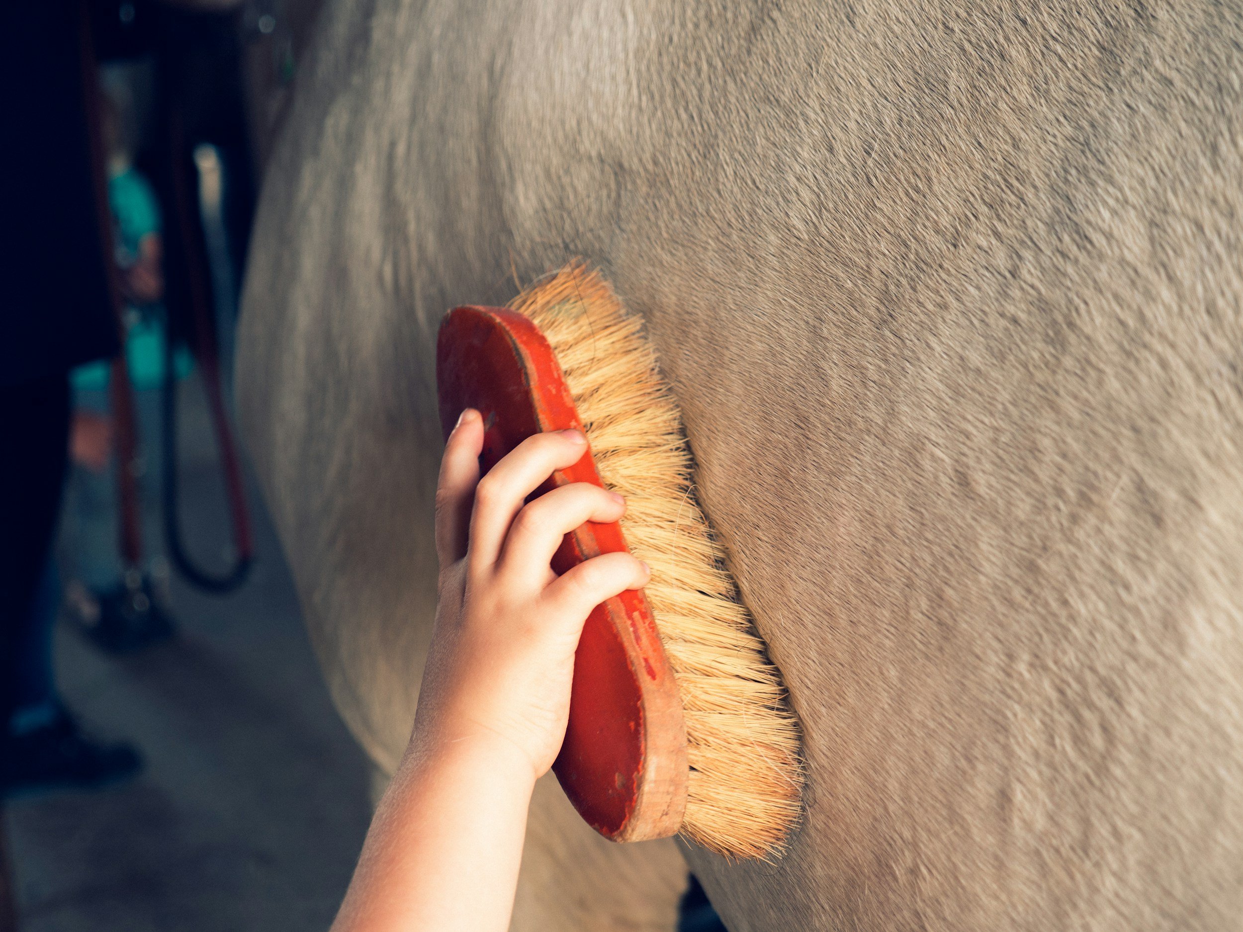 A person brushing a horse's coat with a wooden curry comb.