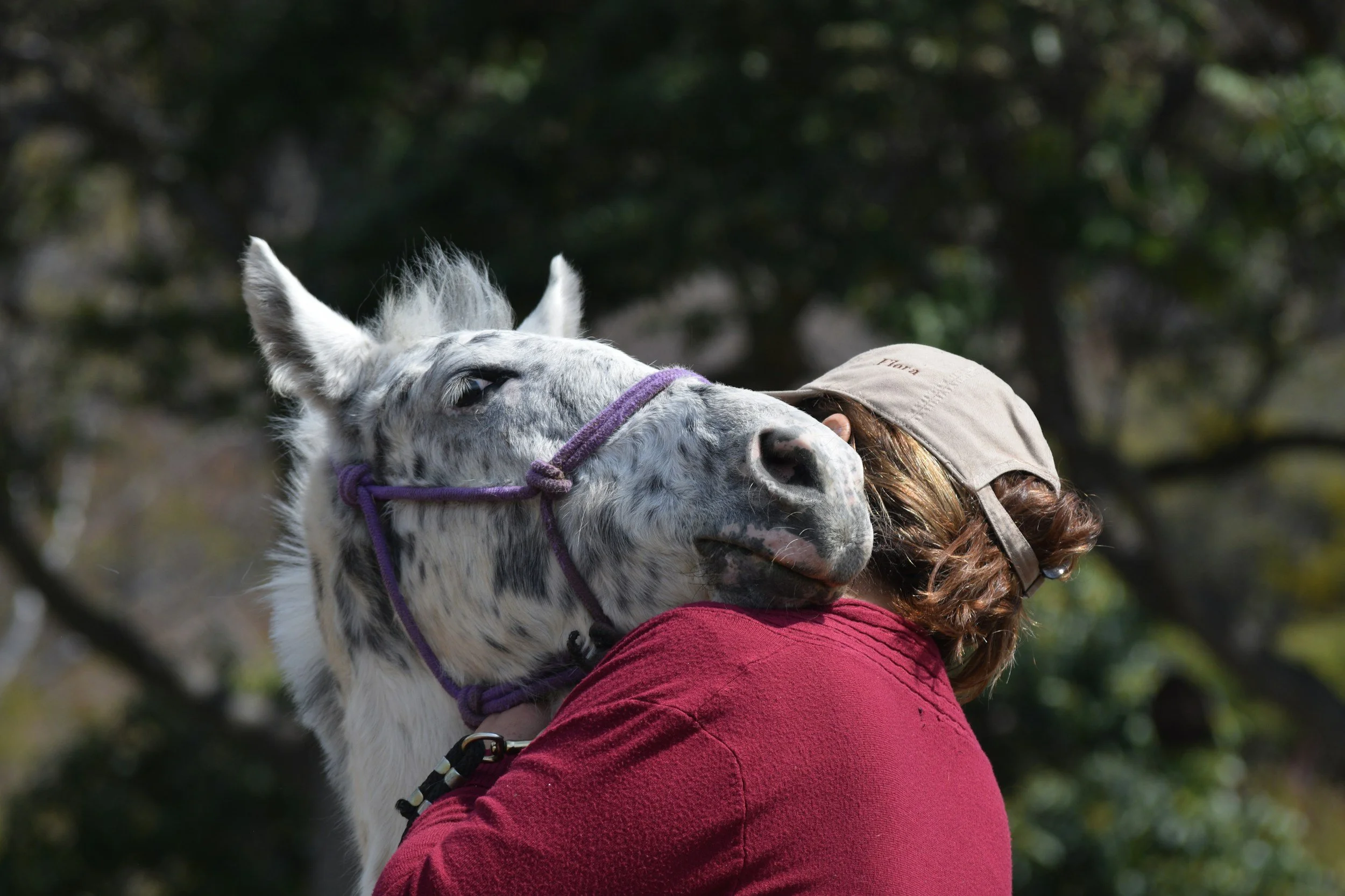 Person wearing a beige cap and red jacket hugging a white and gray speckled donkey with a purple halter outdoors.