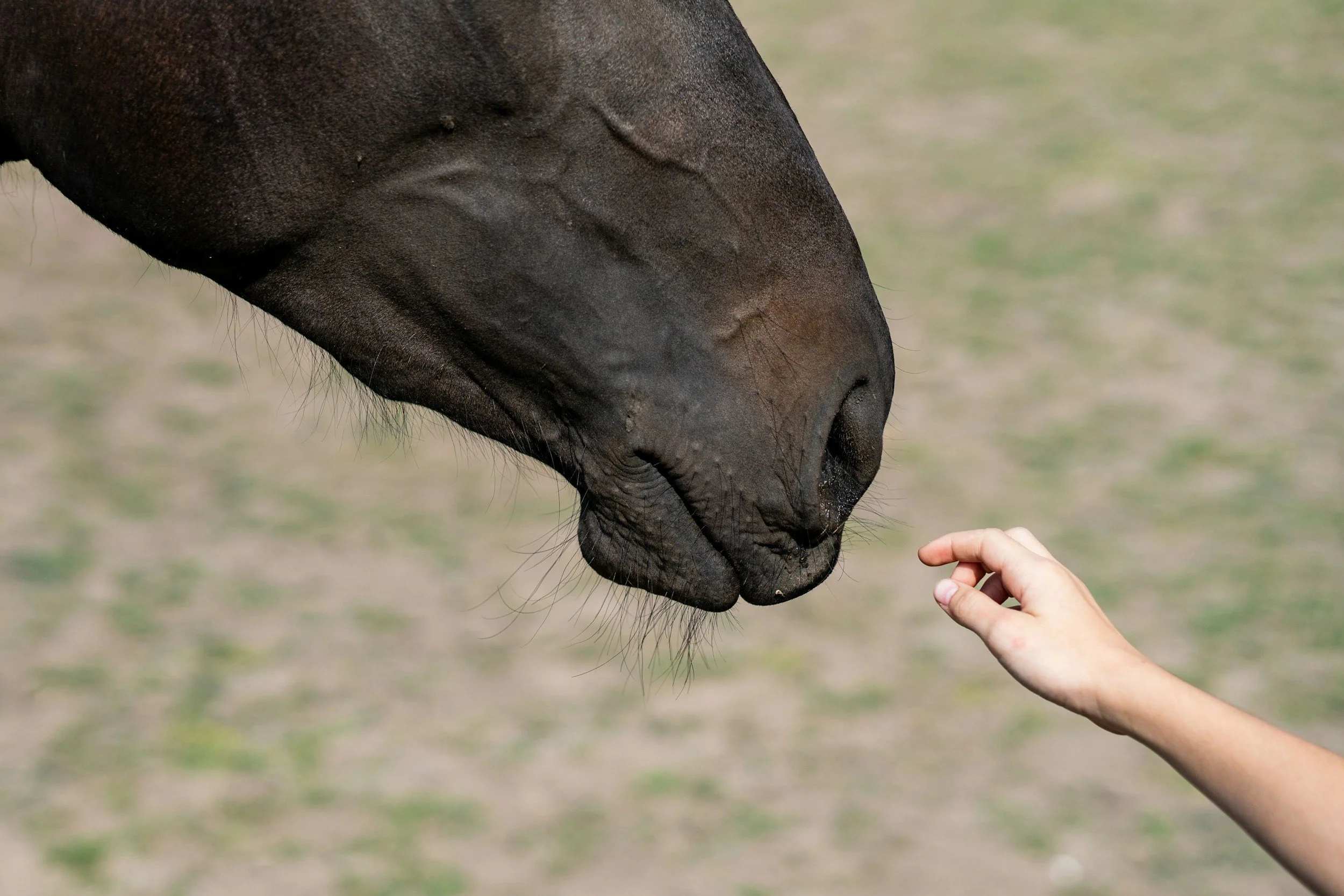 A human hand reaching out to touch the nose of a dark brown or black horse against a blurred outdoor background.