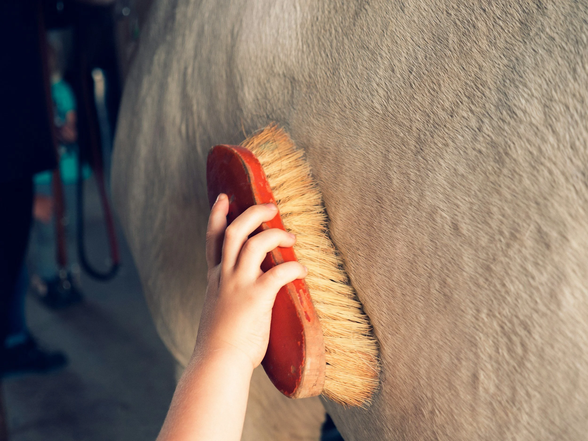 A person brushing a horse's coat with a large grooming brush with a red handle.