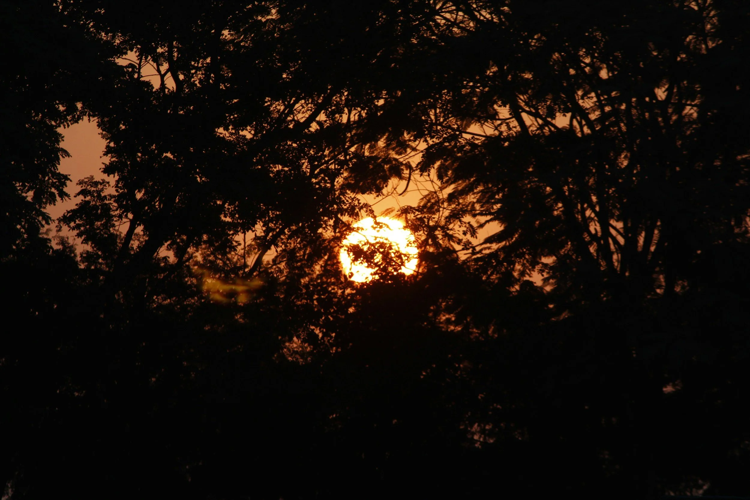 Sunset seen through trees, with the sun partially obscured by leaves and branches.