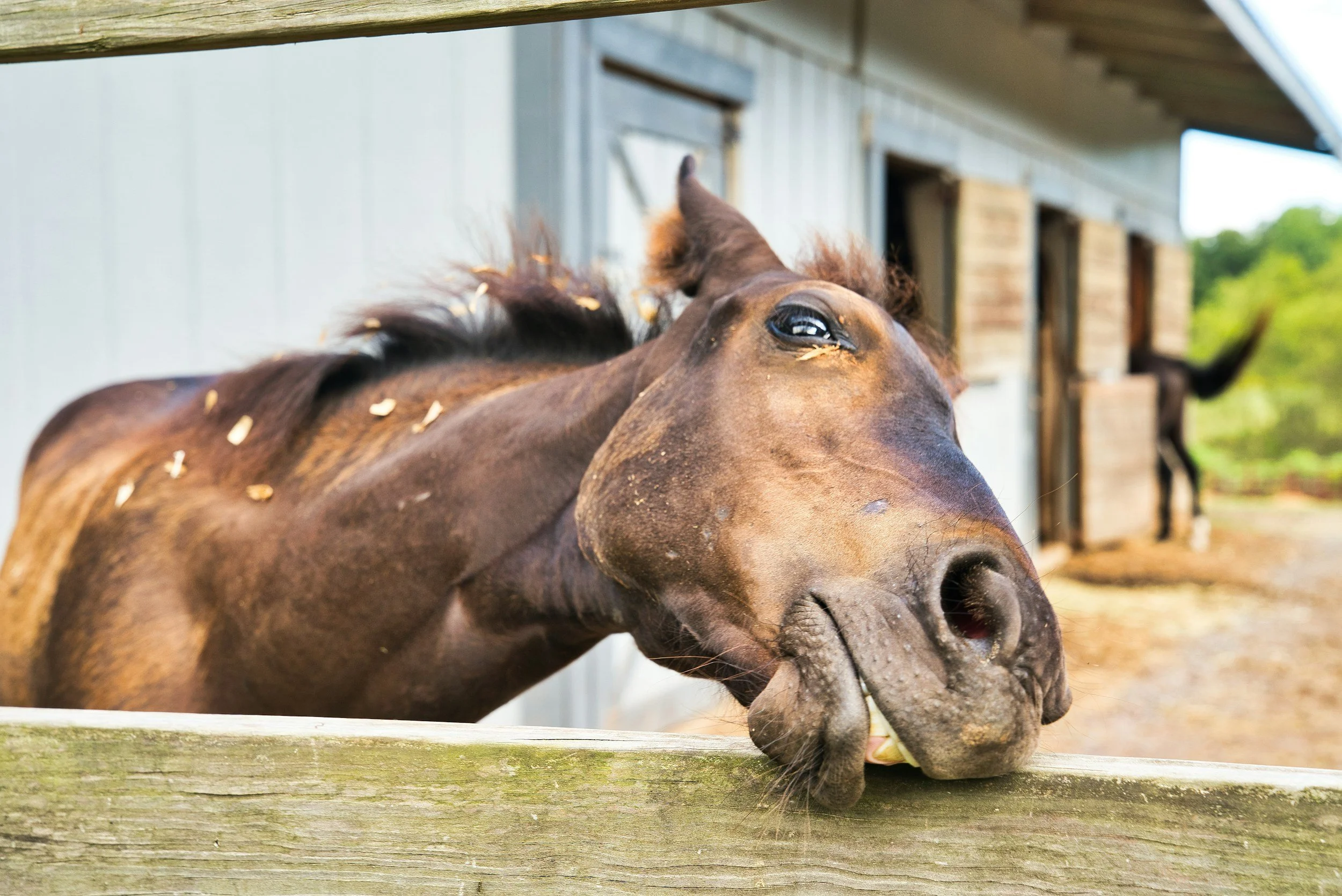 A horse with its head resting on a wooden fence, leaning over with a few leaves on its mane, outside a barn with a second horse in the background.