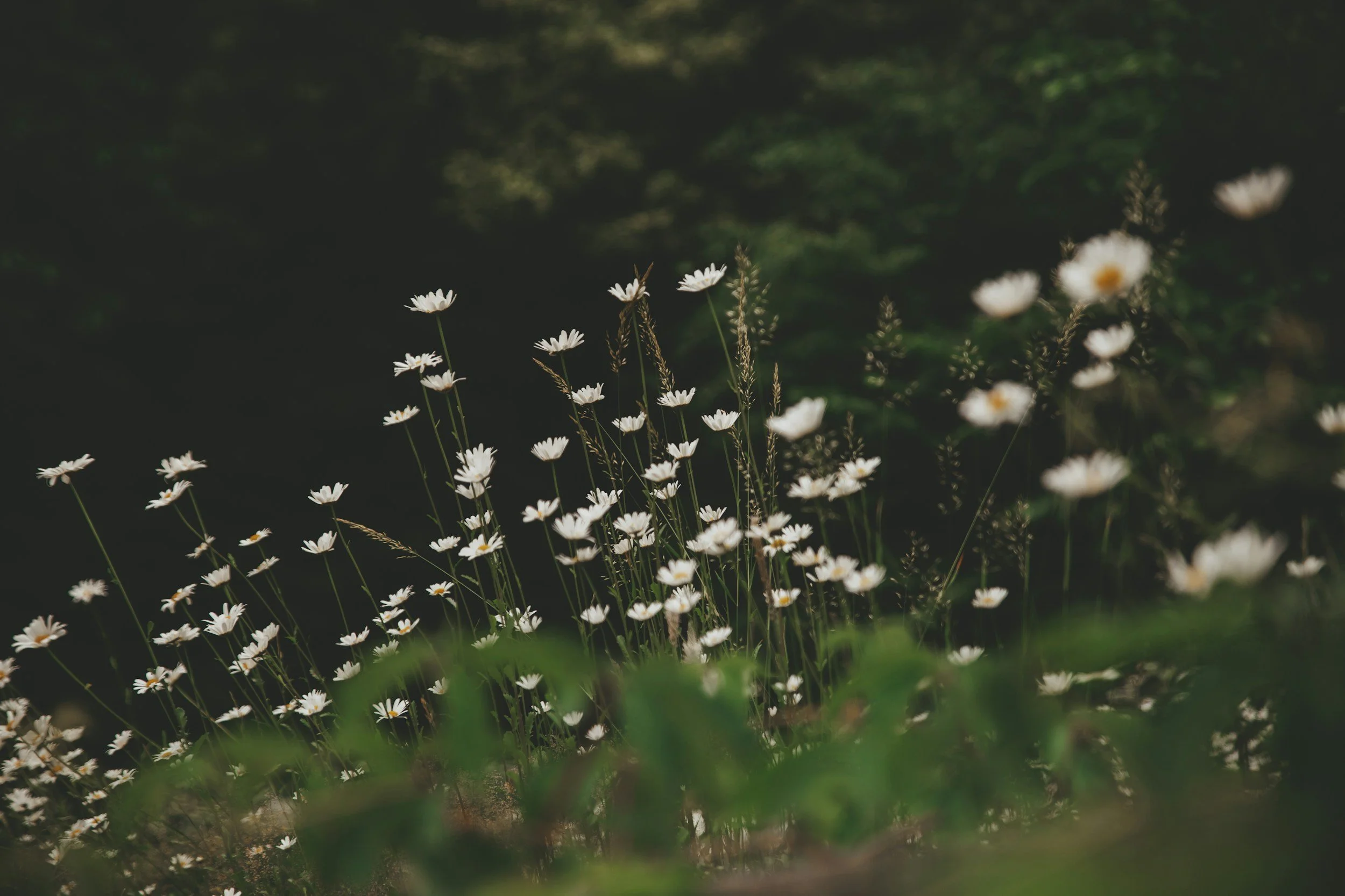 Nature &amp; Nurture: Forage with Fairies Guided Activity