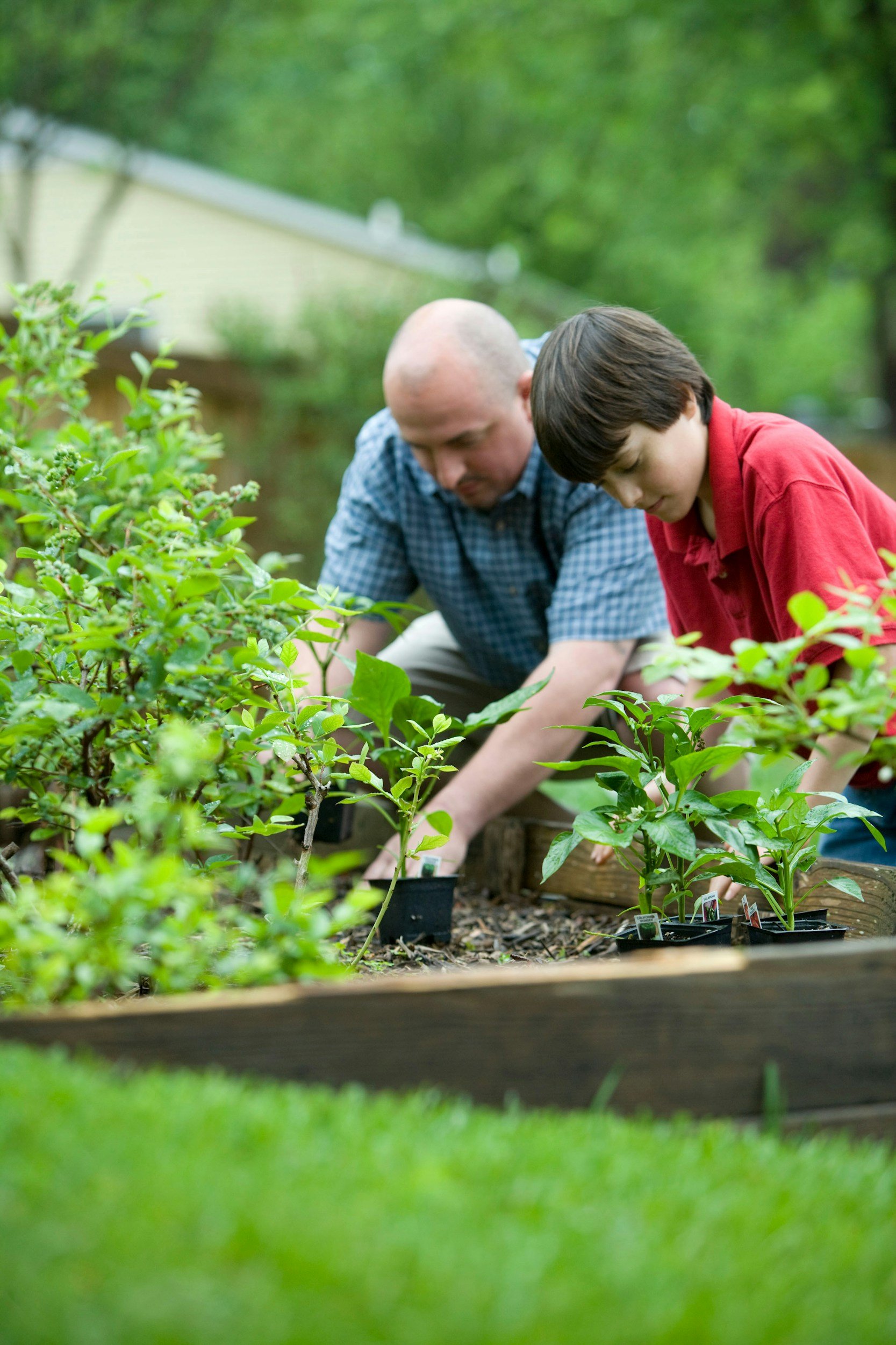 A man and a boy planting or tending to young plants in a garden bed, surrounded by green foliage.