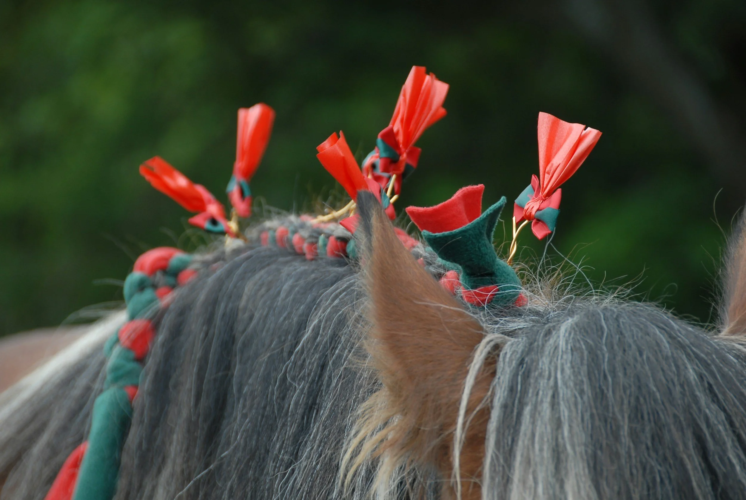 Close-up of a horse's back with colorful decorative braid and red and green ribbon accents, against a blurred green background.