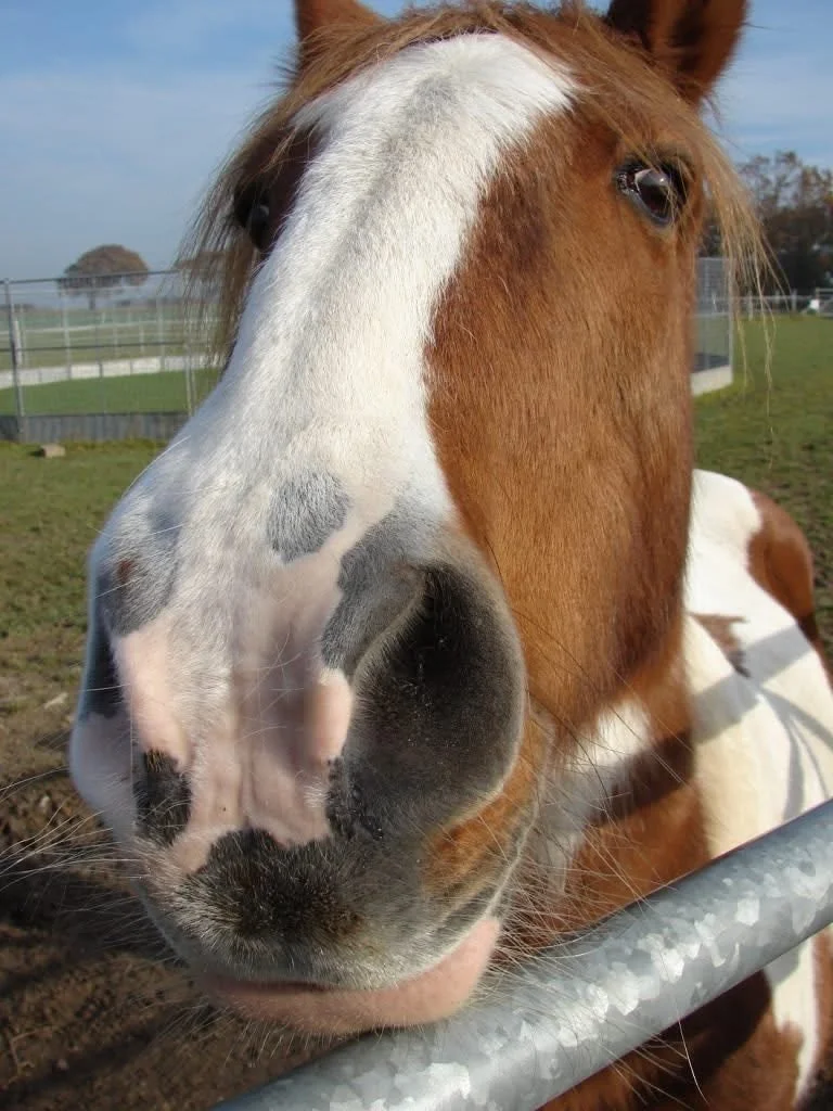 Close-up of a brown and white horse's face, with a focus on its nose and eye, at a fenced pasture.