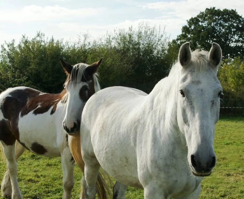 Two horses standing in a grassy field with trees in the background on a partly cloudy day.