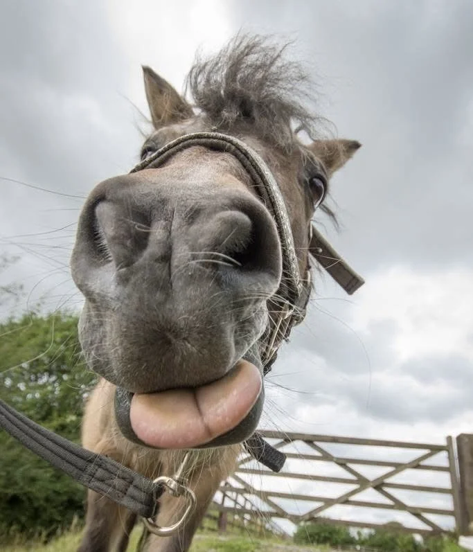 A close-up of a curious pony sticking its tongue out, with its face close to the camera, showing its nose and eyes, in a rural outdoor setting with a cloudy sky.