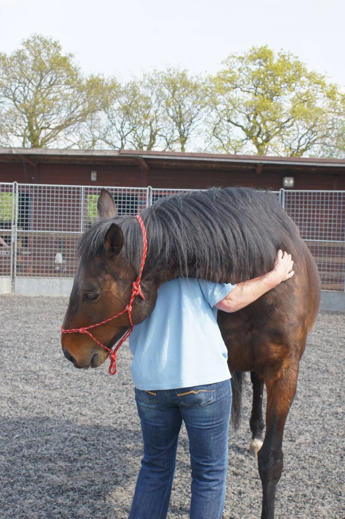 Person hugging a brown horse with a red halter at a stable