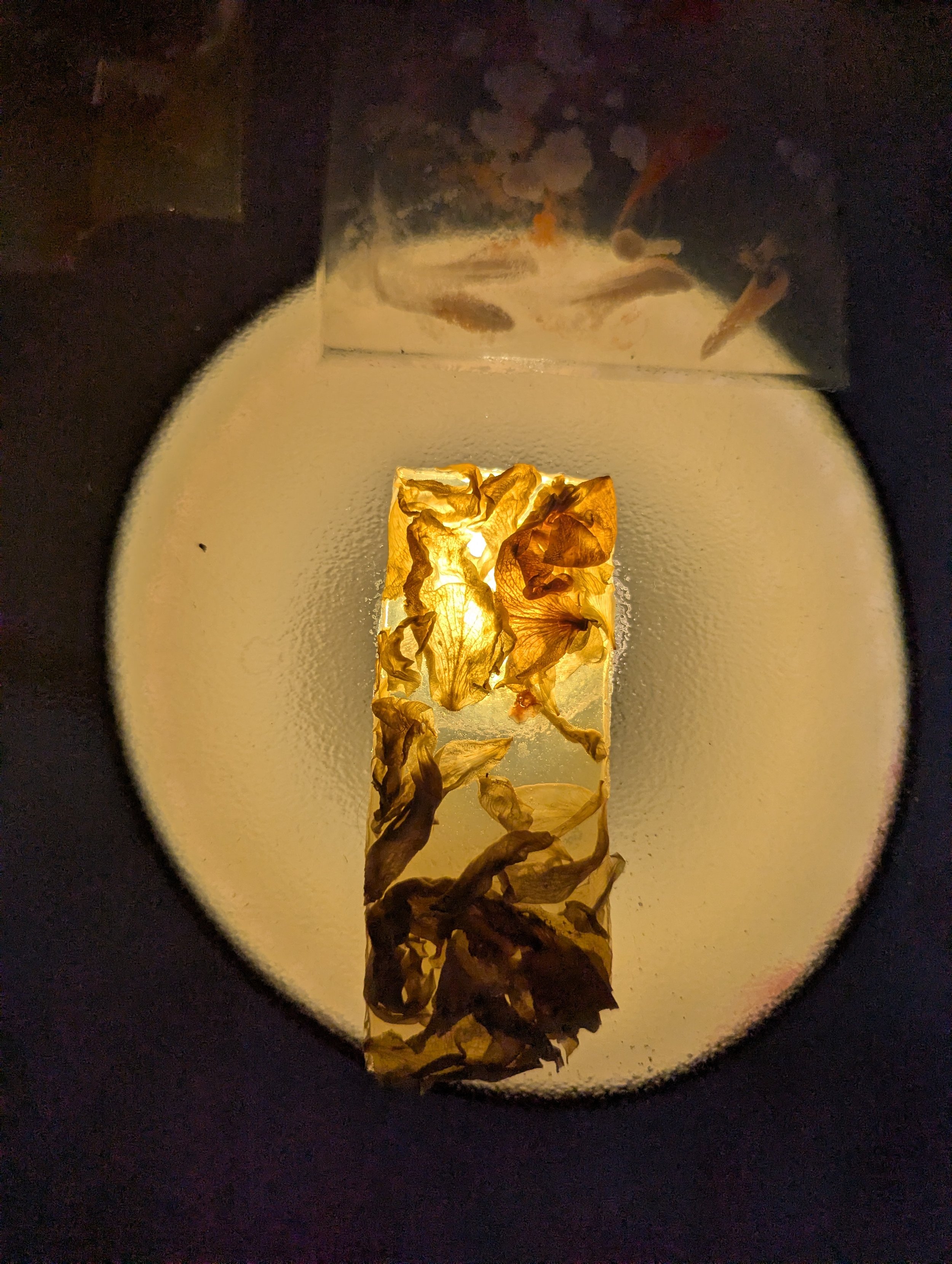 Vestige V. 2026. Photography/Digital Archive.  
Dried white rose petals in a bioplastic solution facing a circle of light.
