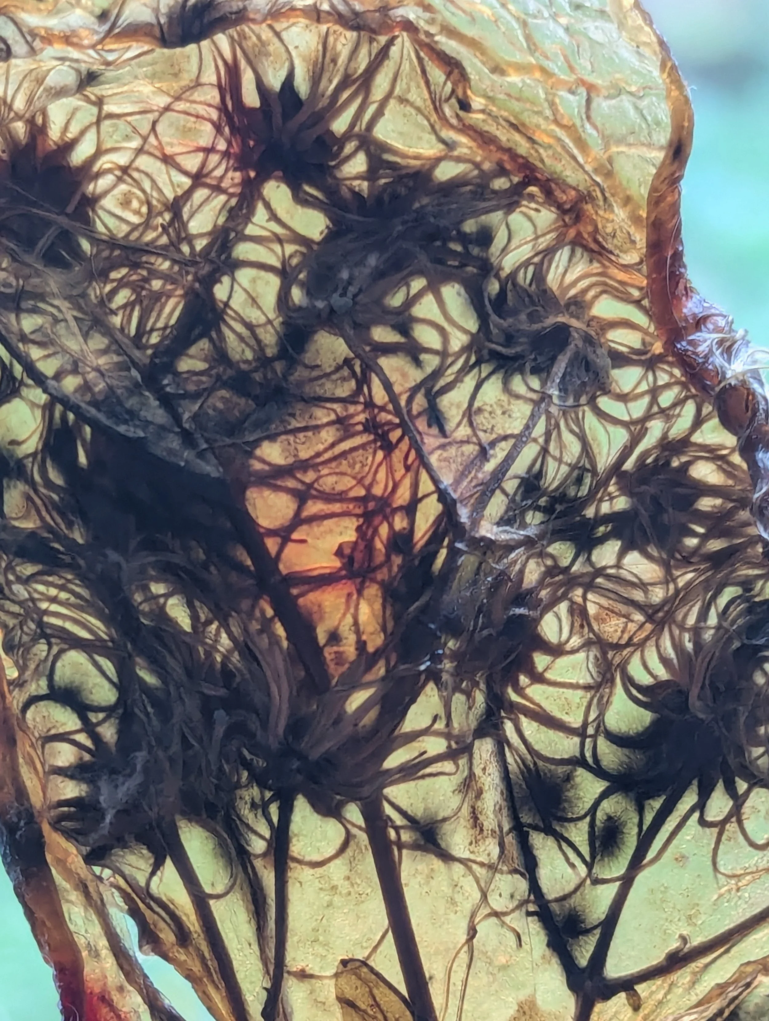 Vestige II. 2026. Photography/Digital Archive.   
Dried clematis dried for 3 weeks into a bioplastic membrane.